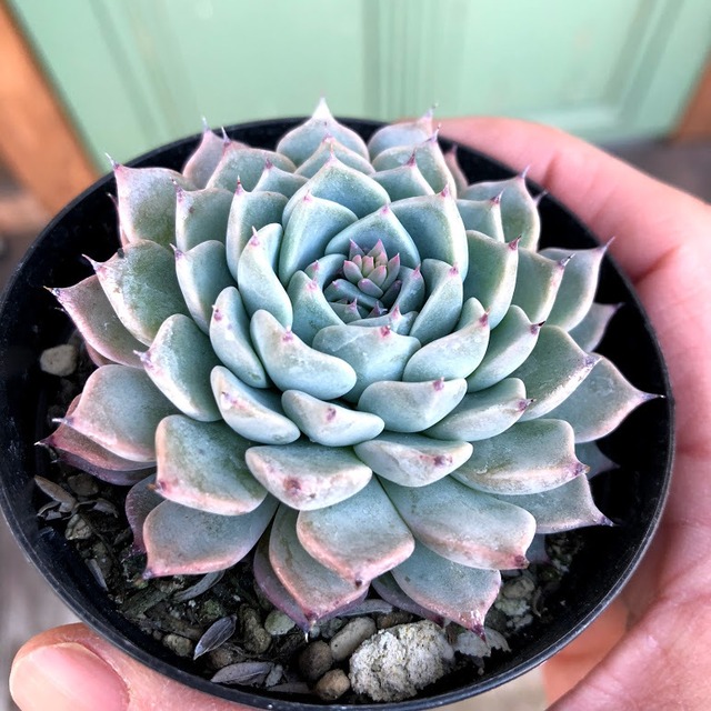 沙羅姫牡丹 Echeveria cv 'Sara-Himebotan'