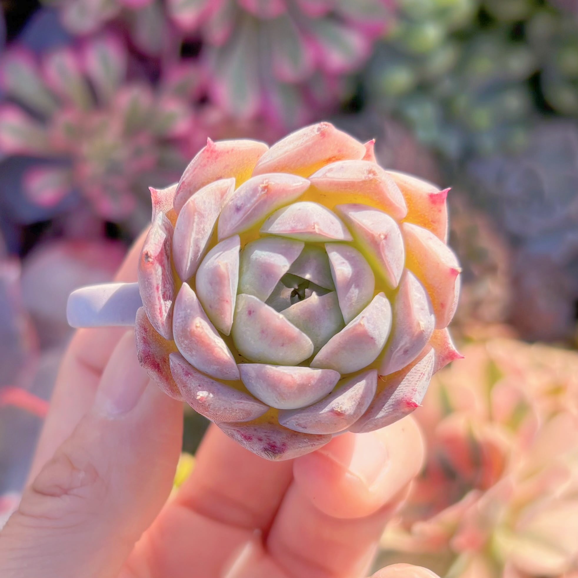 多肉植物　ポセイドン　新入荷　るる農園