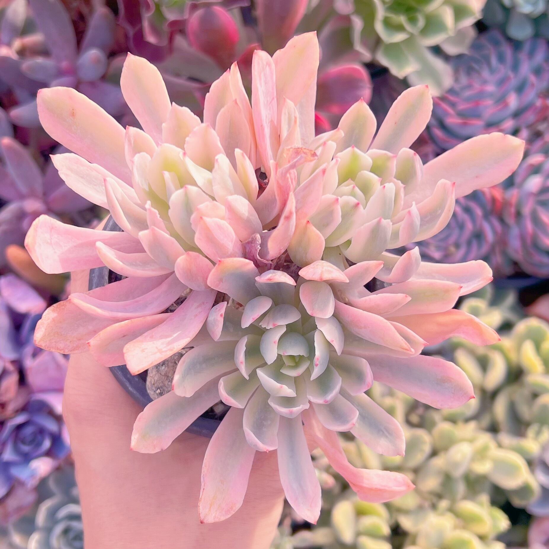 現品　hoveyi錦#A84   群生　るる農園