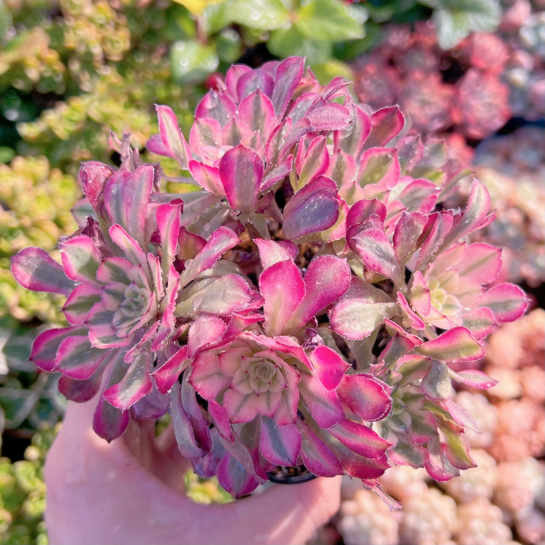 現品　ブラックチェリー#062   るる農園