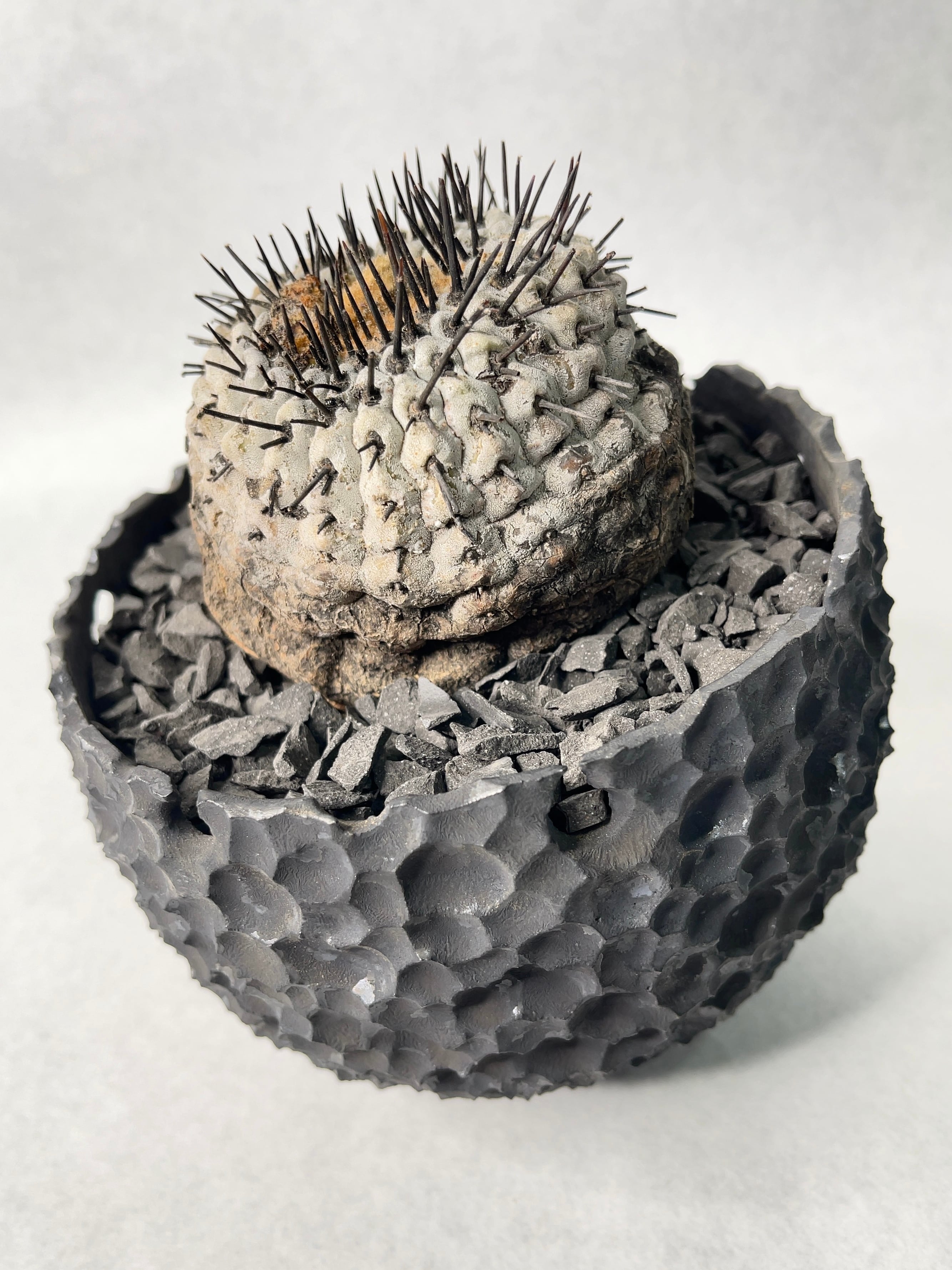 コピアポア・シネレア | trigger