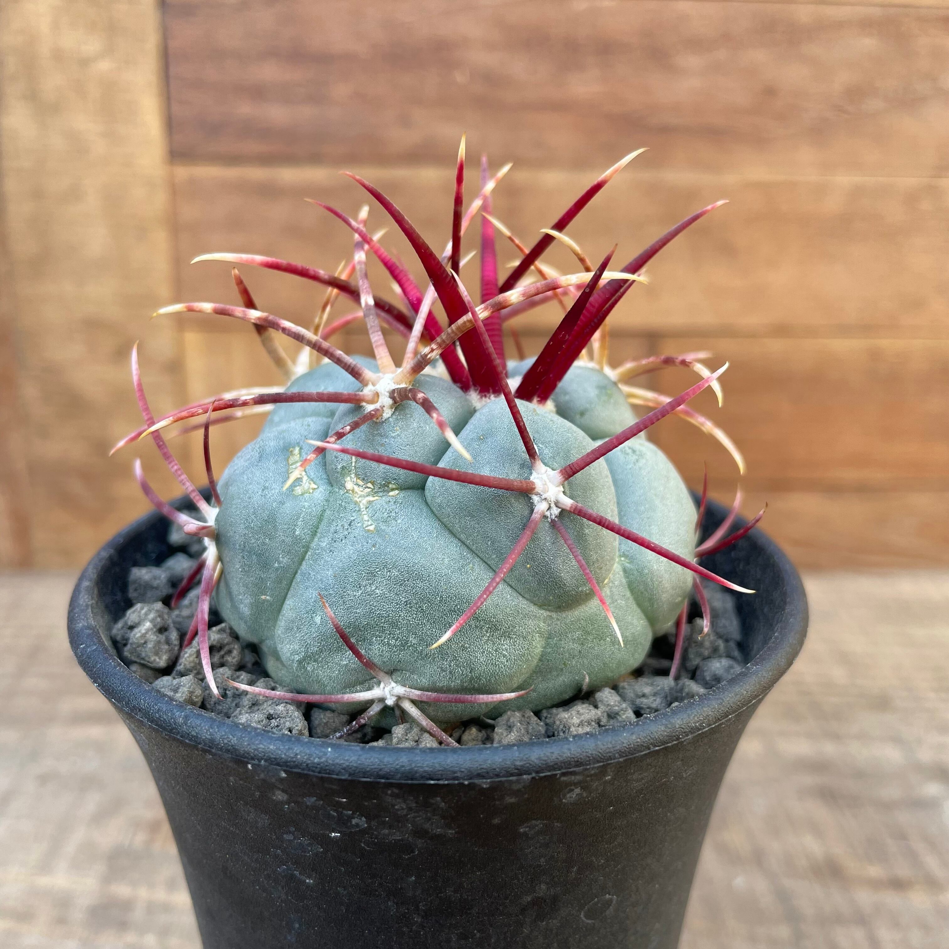 CO☆602 テロカクタス 太刺緋冠竜 実生1箱☆ サボテン 多肉植物