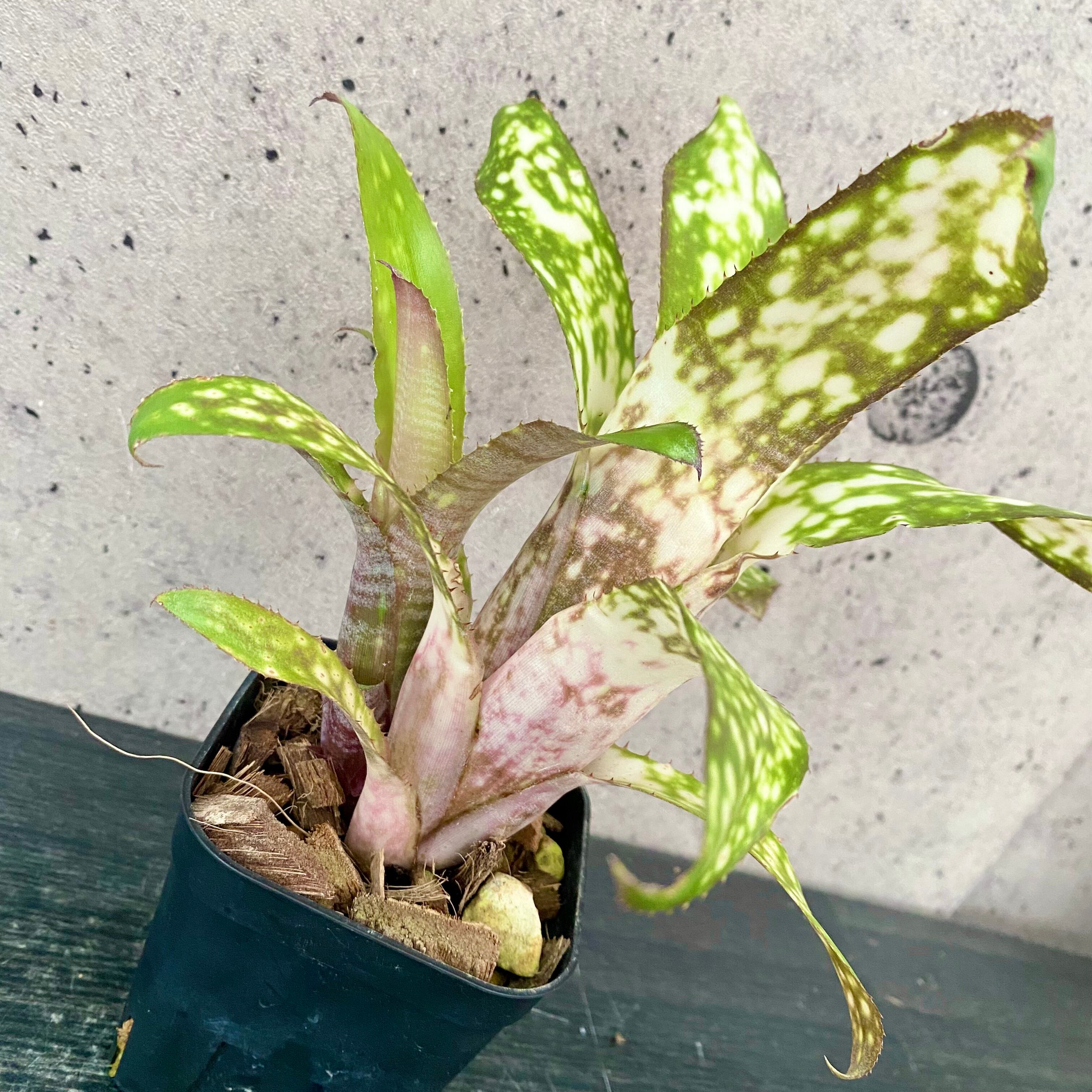 白鯨極上株/PLANET ROCK PLANTS Planet Plants プラネットプランツ