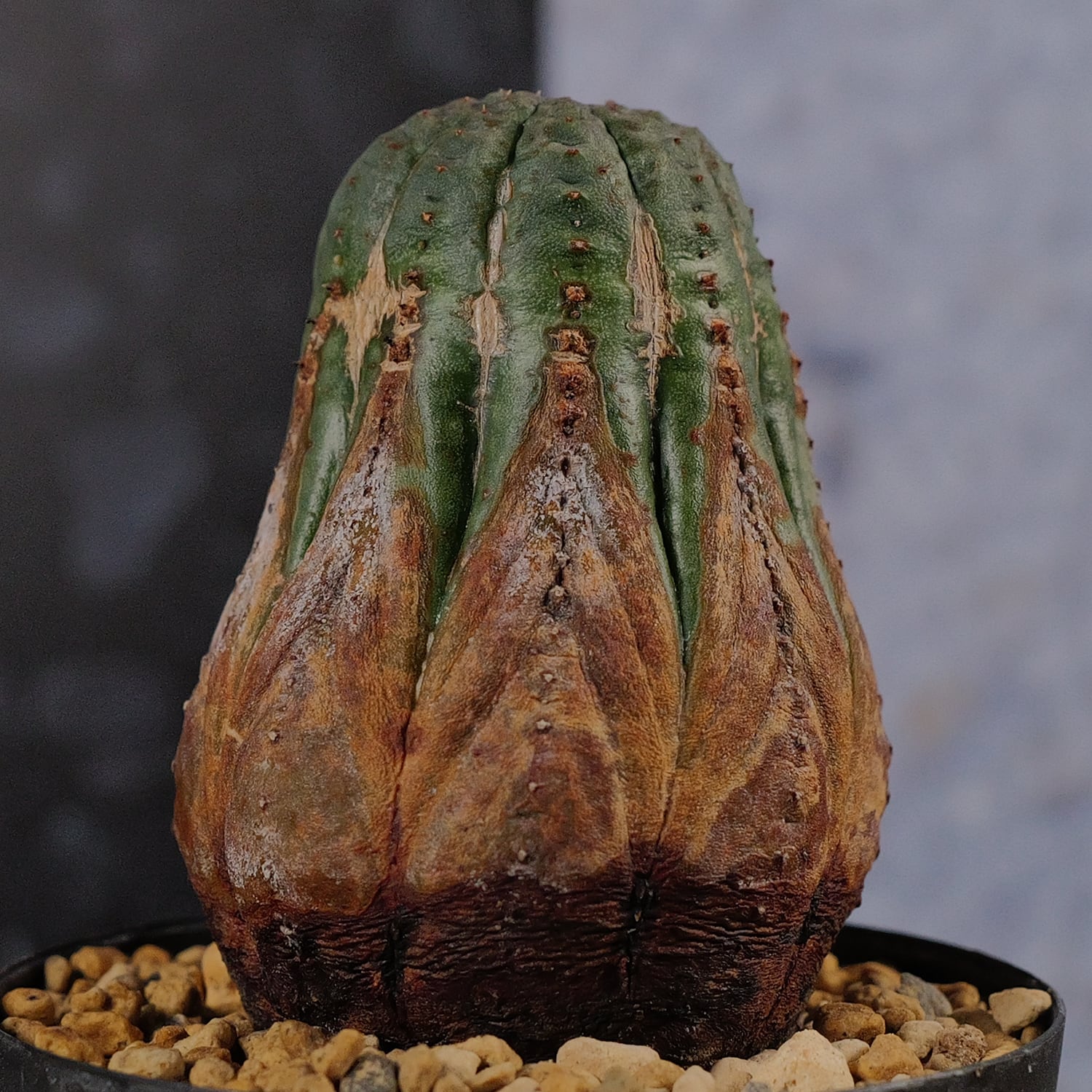 木質化 美模様 マウンテン マイクロ オベサ / ユーフォルビア