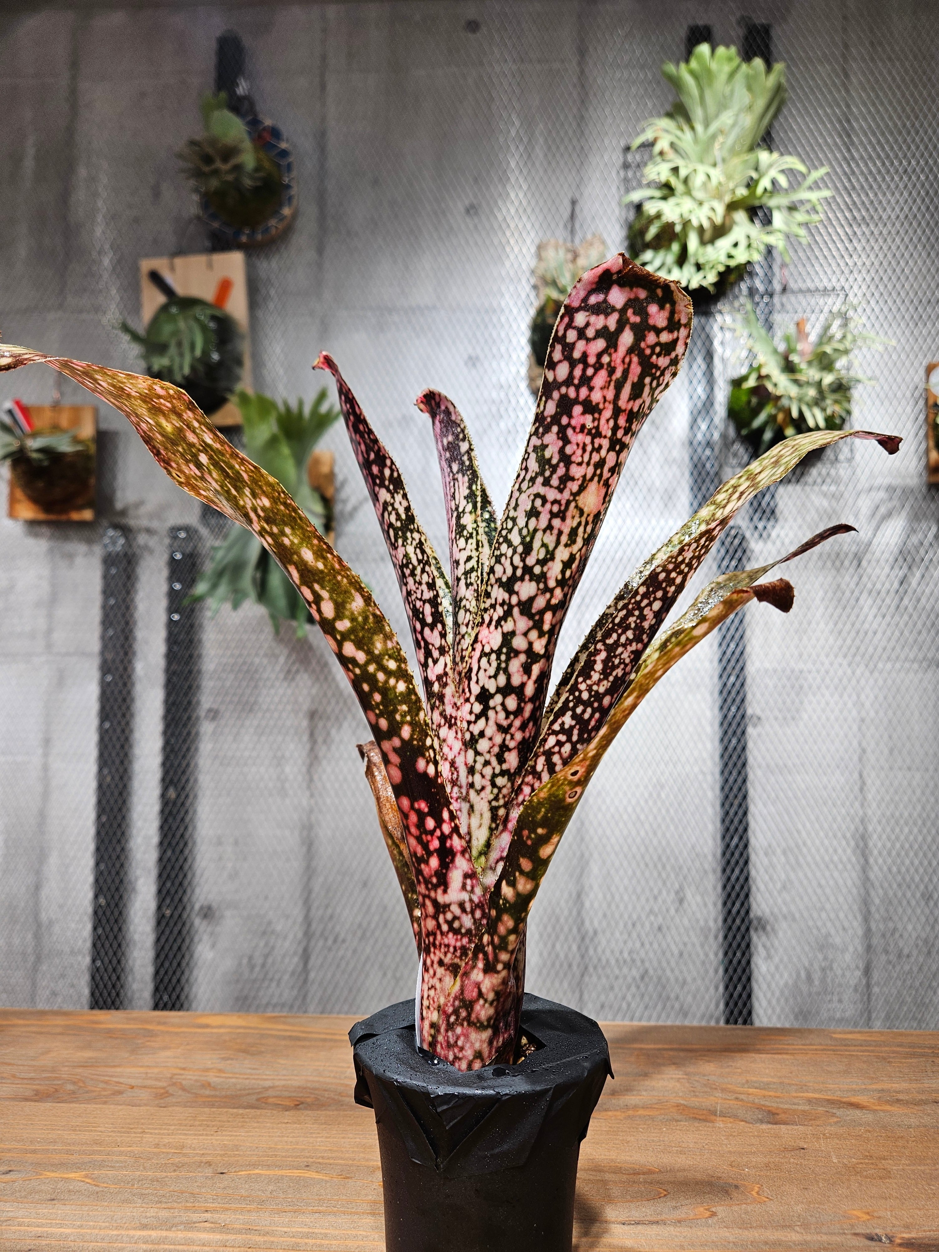 Billbergia. Carioka【artPLANTs/PLANTS GARAGE】 ビルベルギア