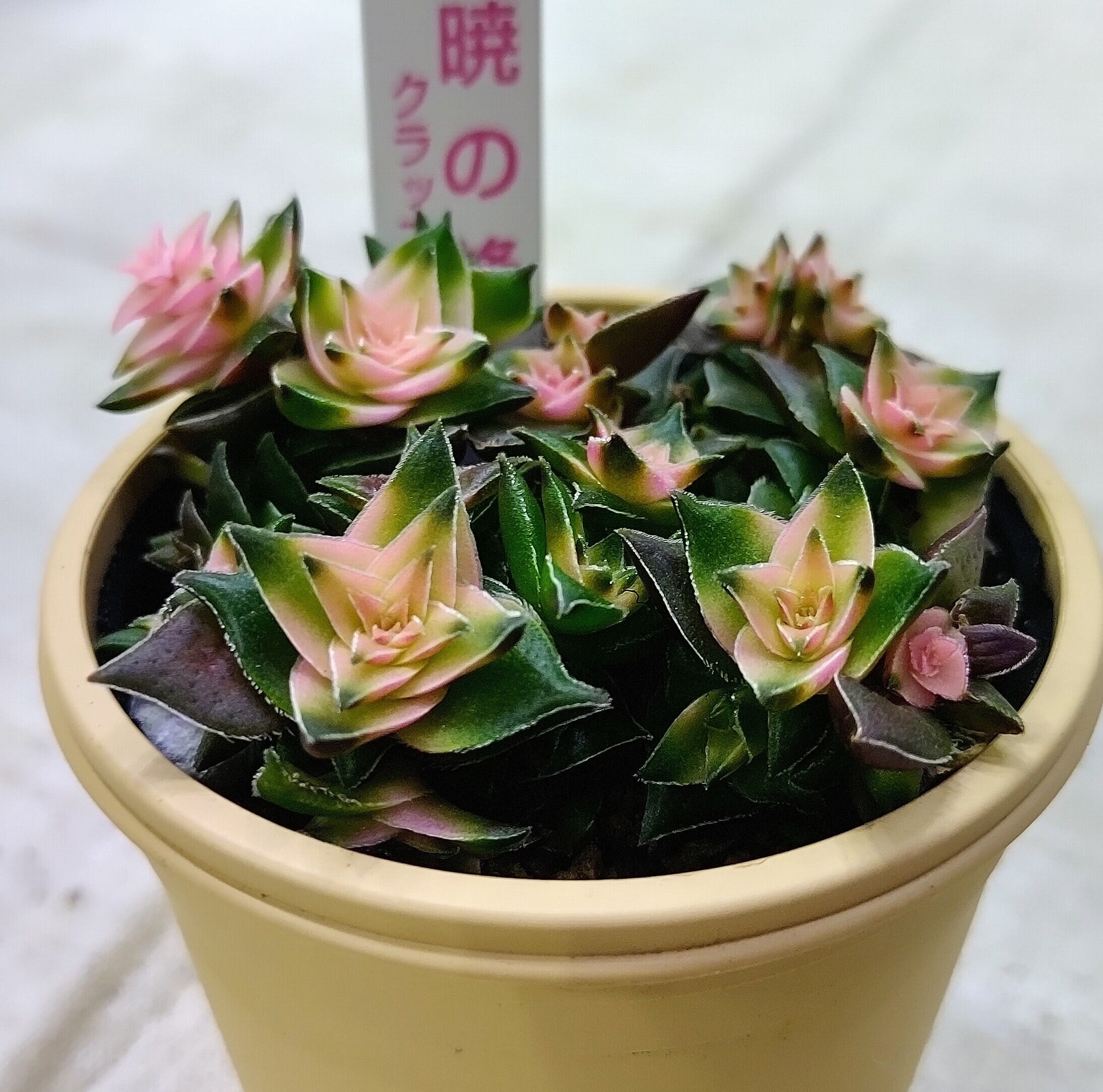 暁の峰 | RuPo 多肉植物専門店