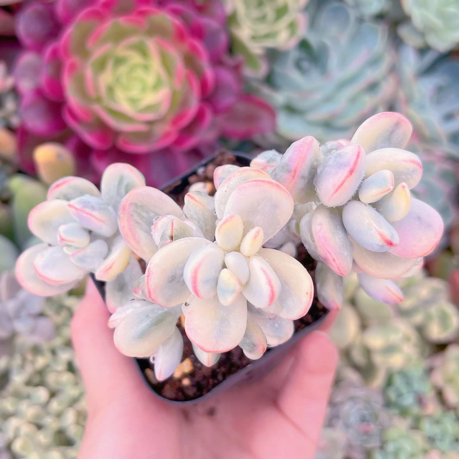 現品　達磨福娘錦#852　群生　るる農園