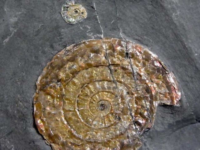 【 化石 】アンモナイト化石 カロセラス Caloceras レッド系遊色 イギリス ジュラ紀