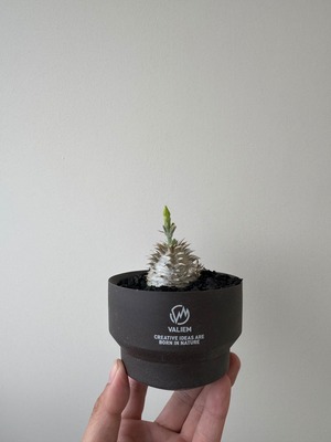 【新着】Pachypodium Densicaule× VALIEM GHOST【まん丸作り込みの極上苗】 パキポディウム 恵比寿大黒