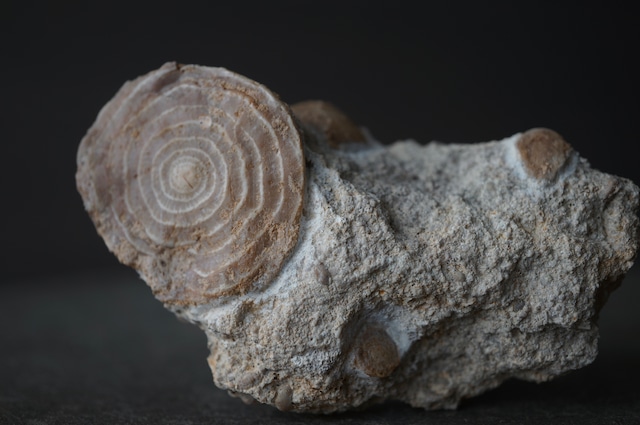 ハンガリー産貨幣石(有孔虫化石) Assilina sp. 1951