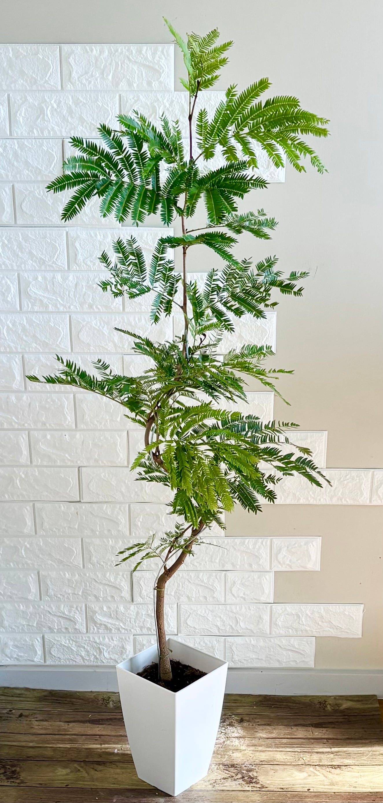 ドラセナ コンパクタ⭐️リビングサイズ　大型　観葉植物　約145cm（送料込み） ドラセナコンパクタ リビングサイズ 大型 観葉植物 約145cm | 観葉植物