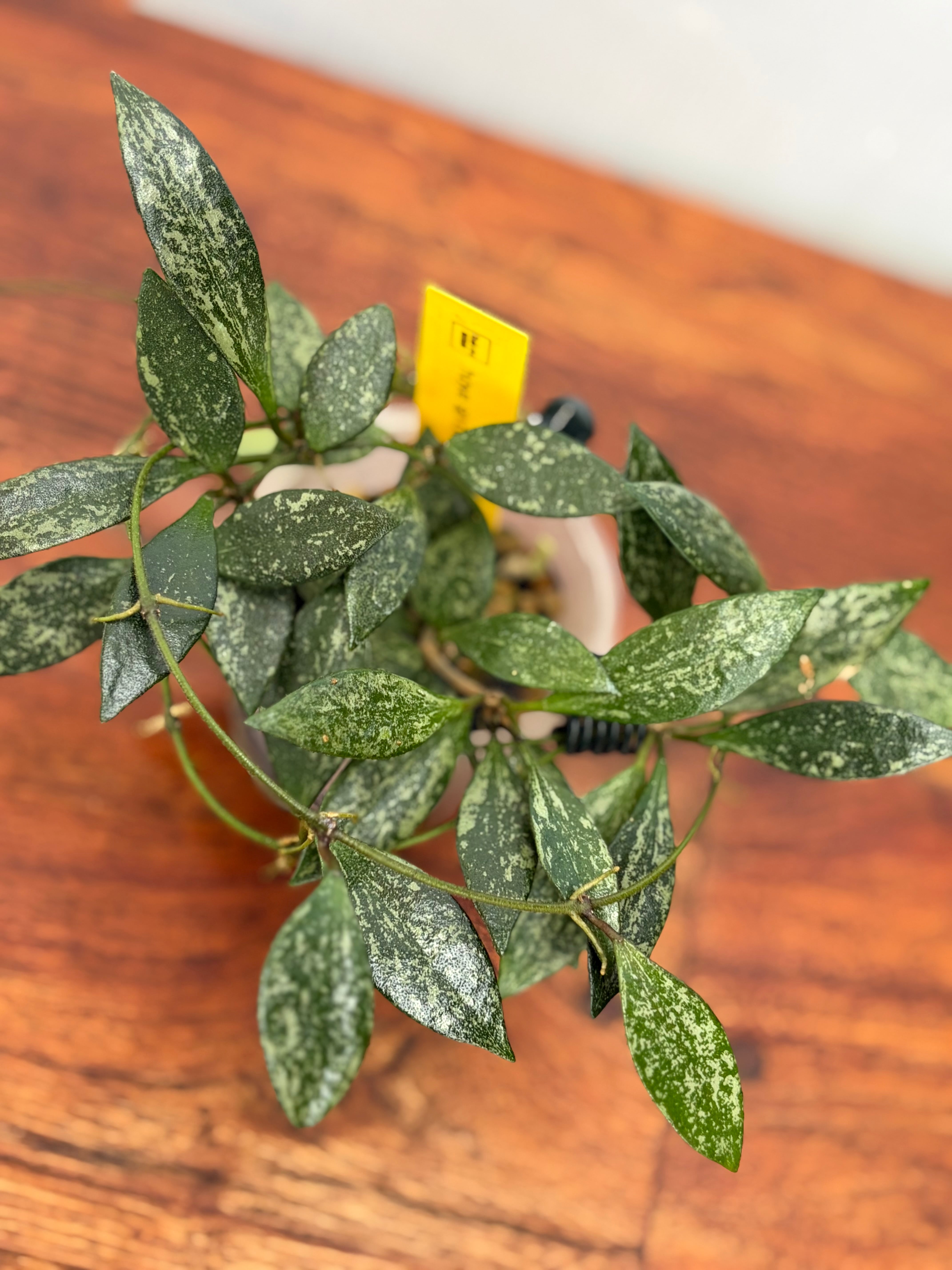 Hoya | BALI-AN 園芸