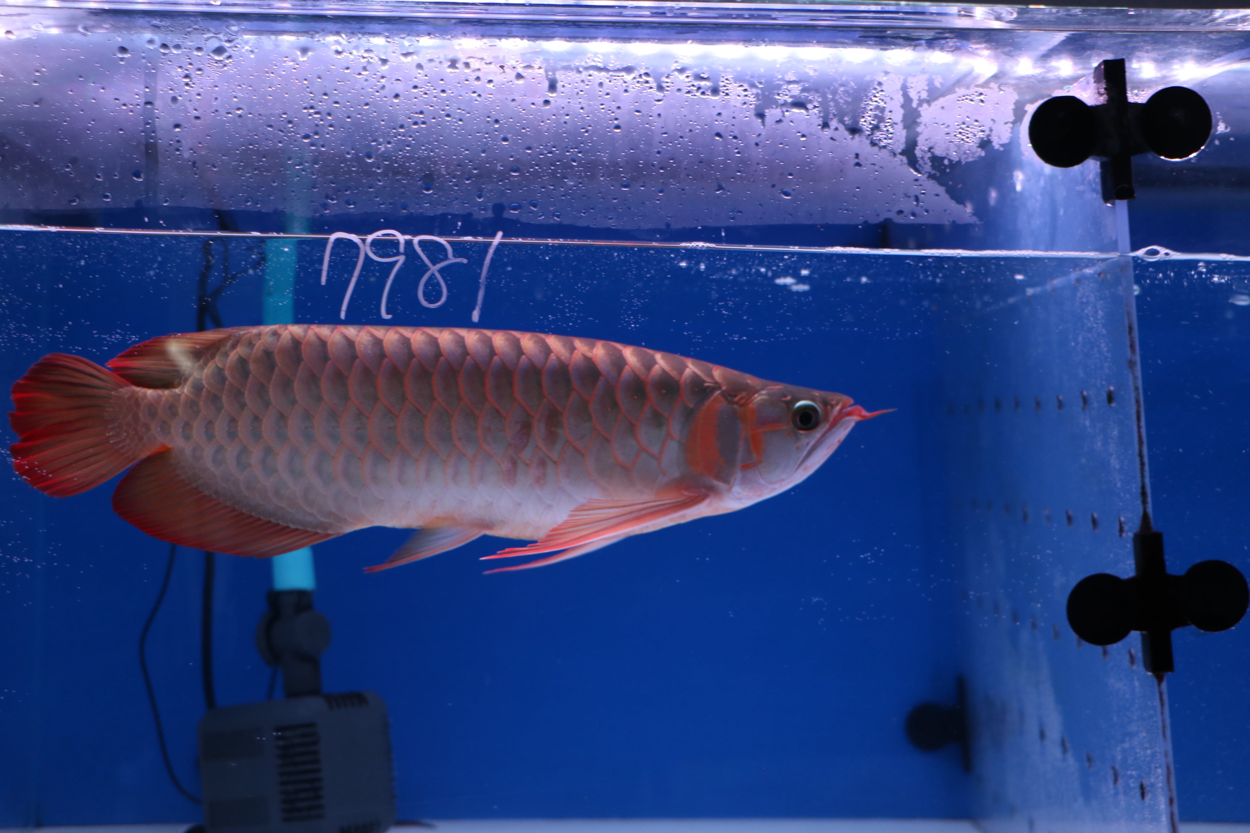 200,001円〜 | アロワナ等の大型魚・熱帯魚のオンライン販売店