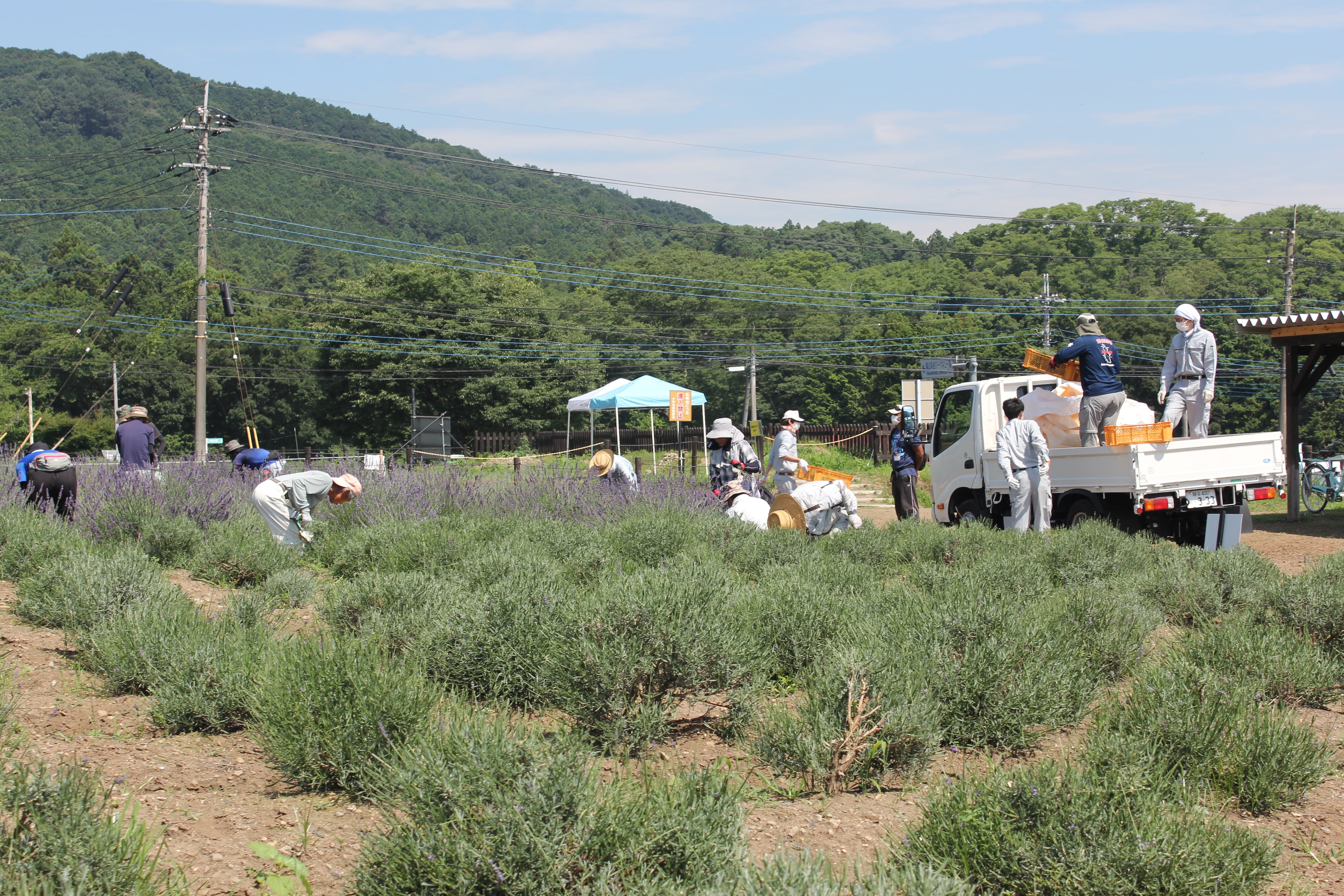 KAZE KAORU RANZAN ラベンダーエッセンシャルオイル | 嵐なび