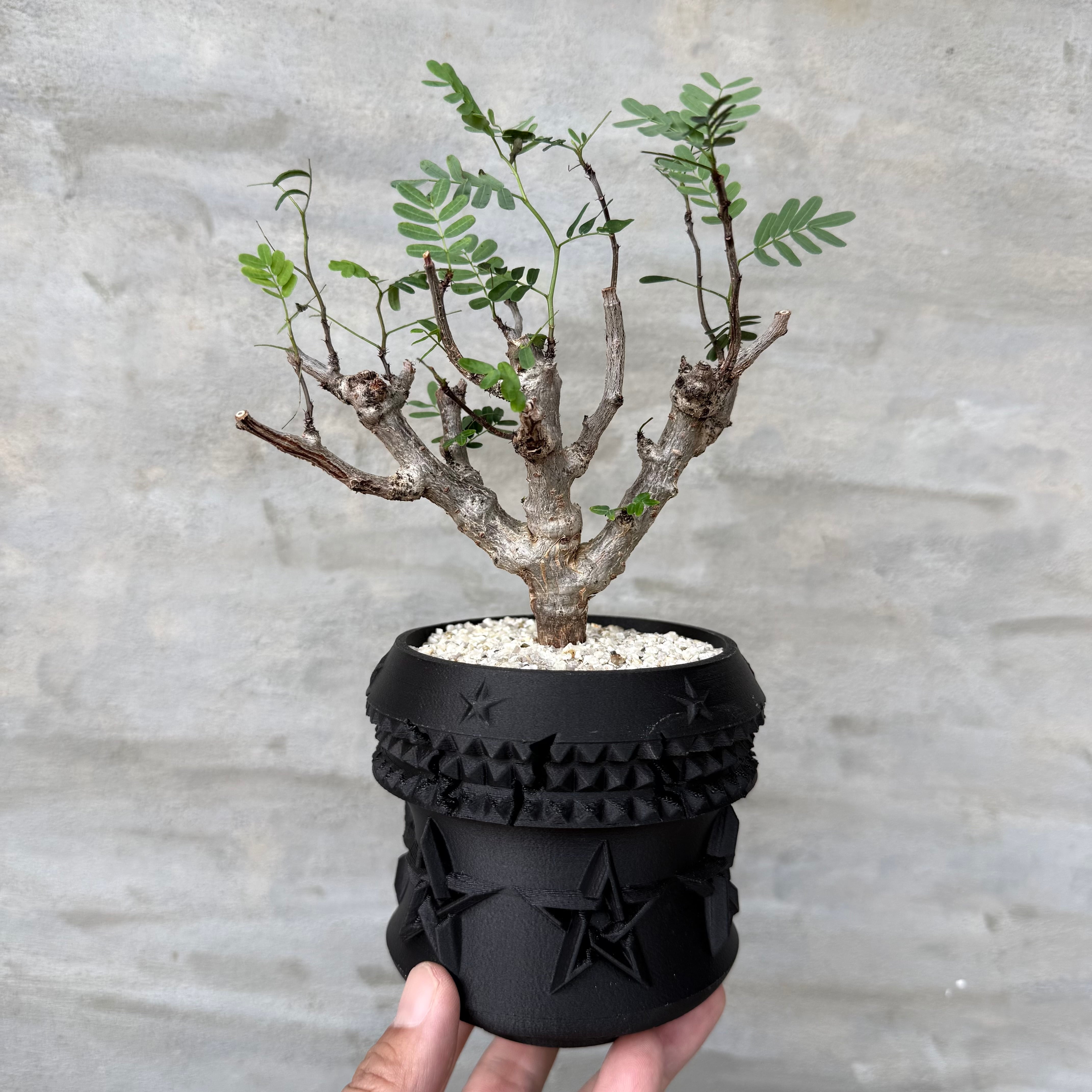 植物 | A-PLANTS