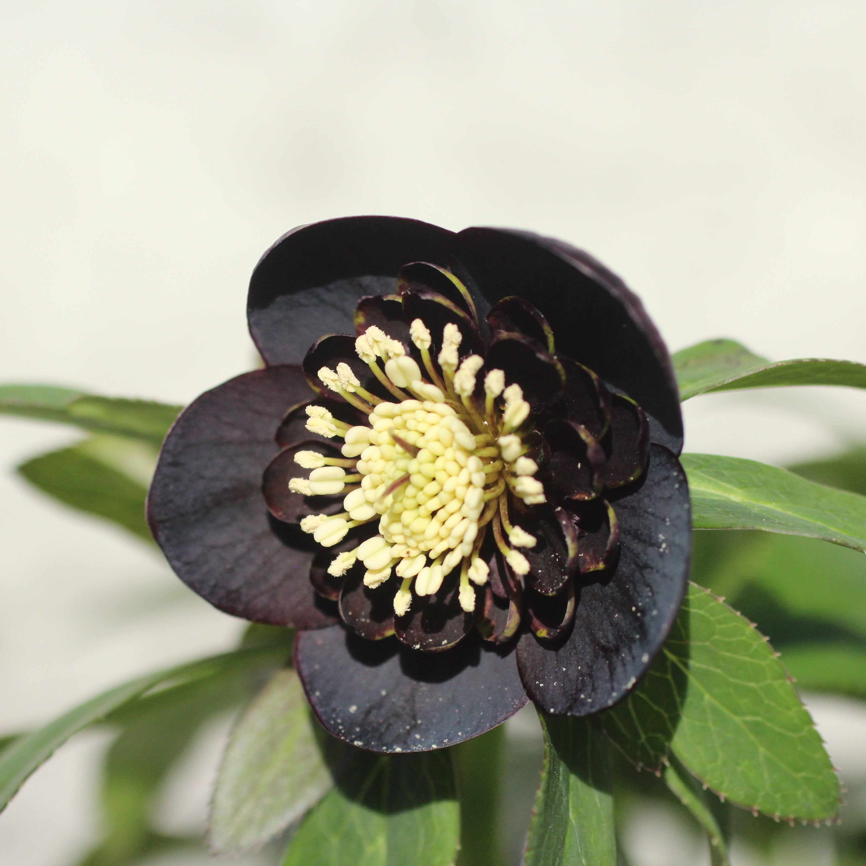 WS26-092 クリスマスローズ ウィンターシンフォニー 小輪系ブラック