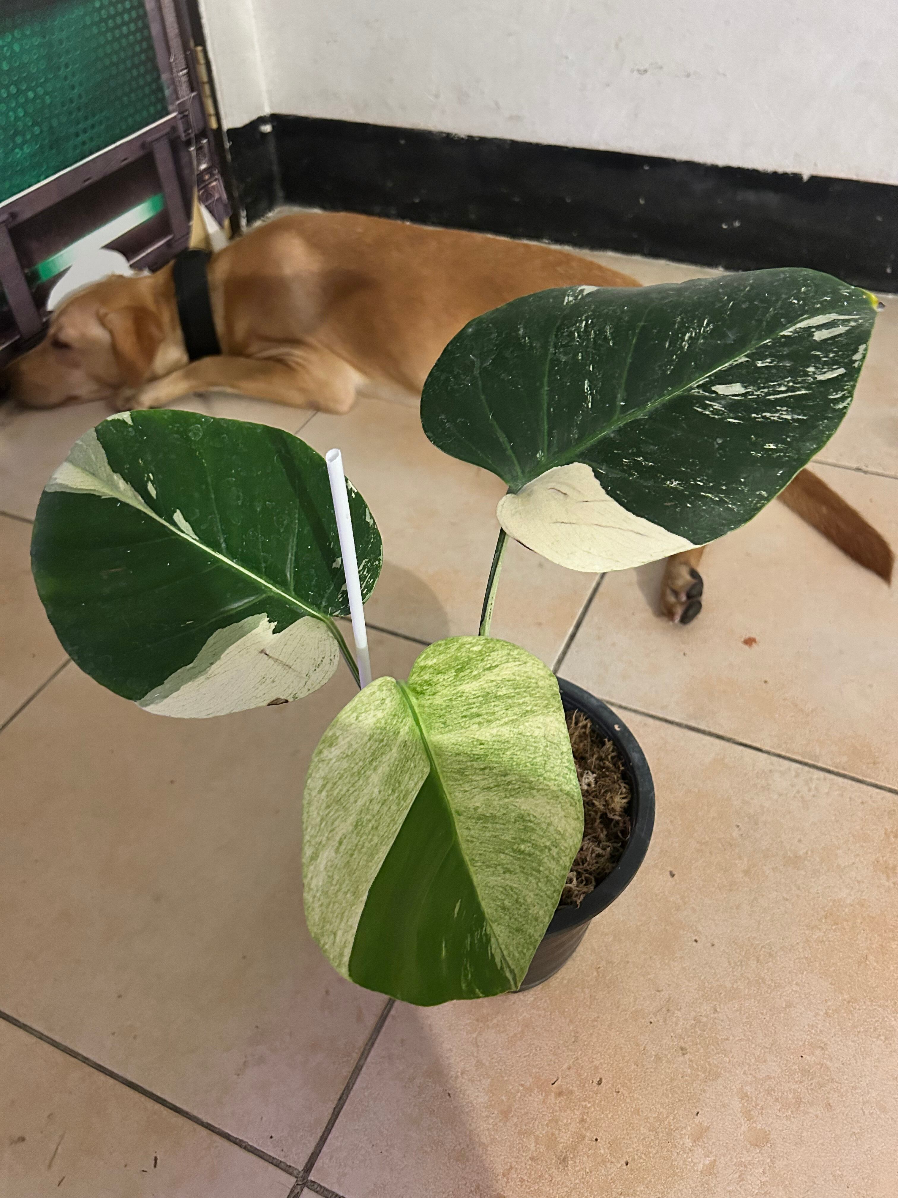 脇芽アリ】アロカシア ワトソニアナ ピンク斑入り Alocasia watsoniana