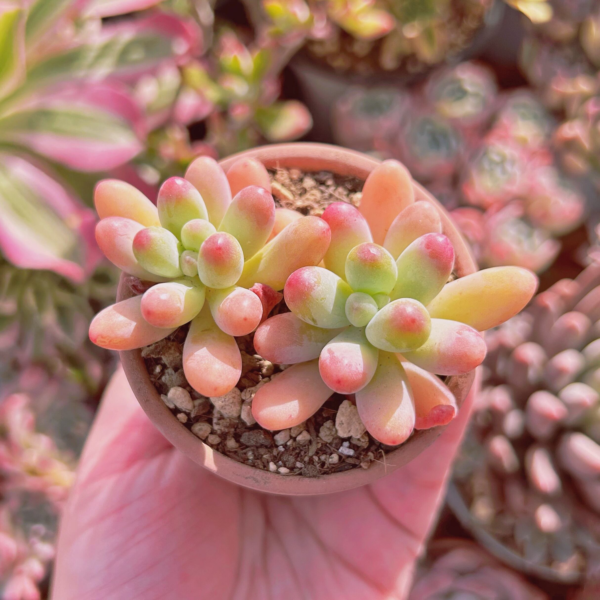 多肉植物 Sedum 新品種 パトリックスター 2苗 | るる農園~多肉植物専門