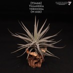 【送料無料】vernicosa〔エアプランツ〕現品発送T3466