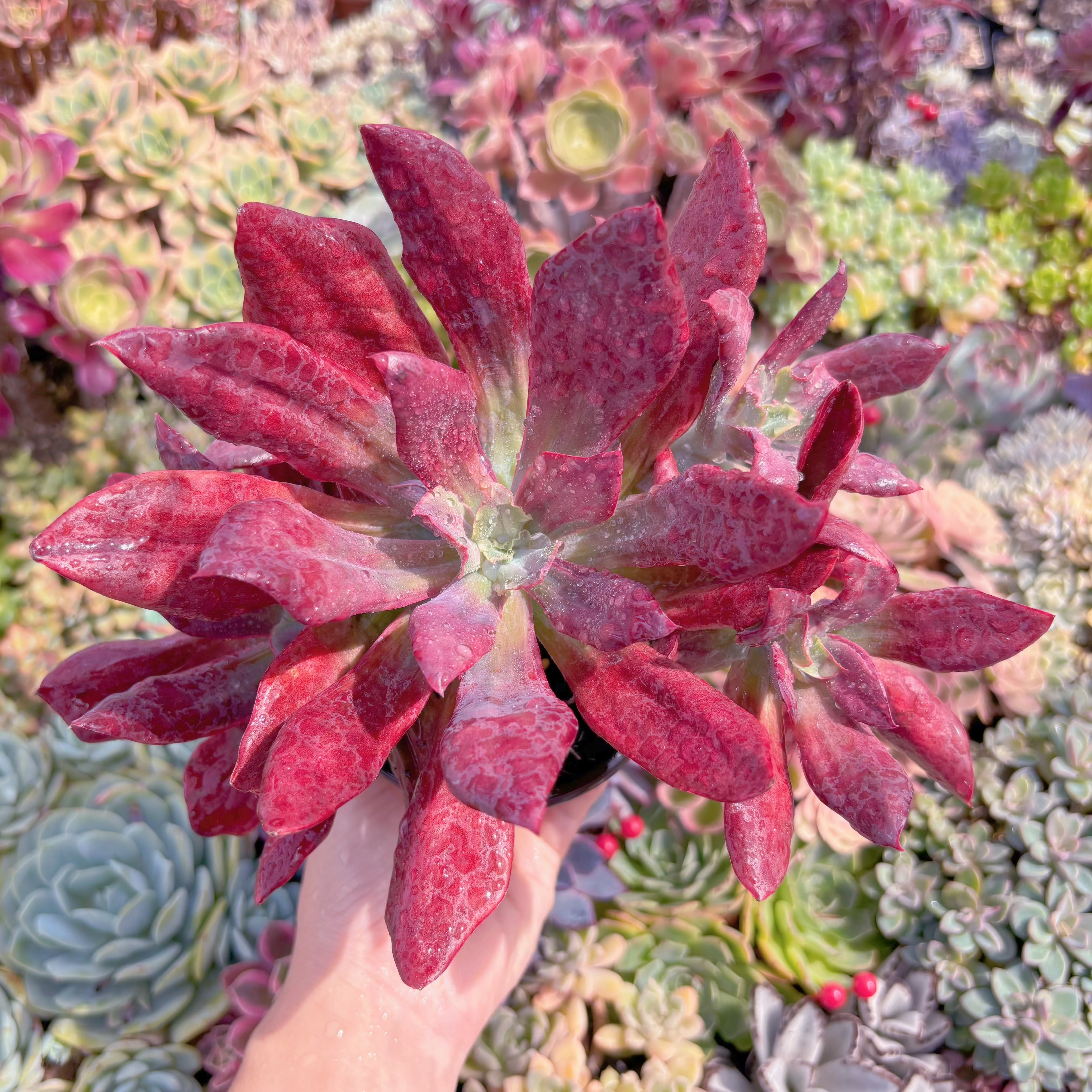 現品　ダイアモンドステート錦#B58　大群生　るる農園