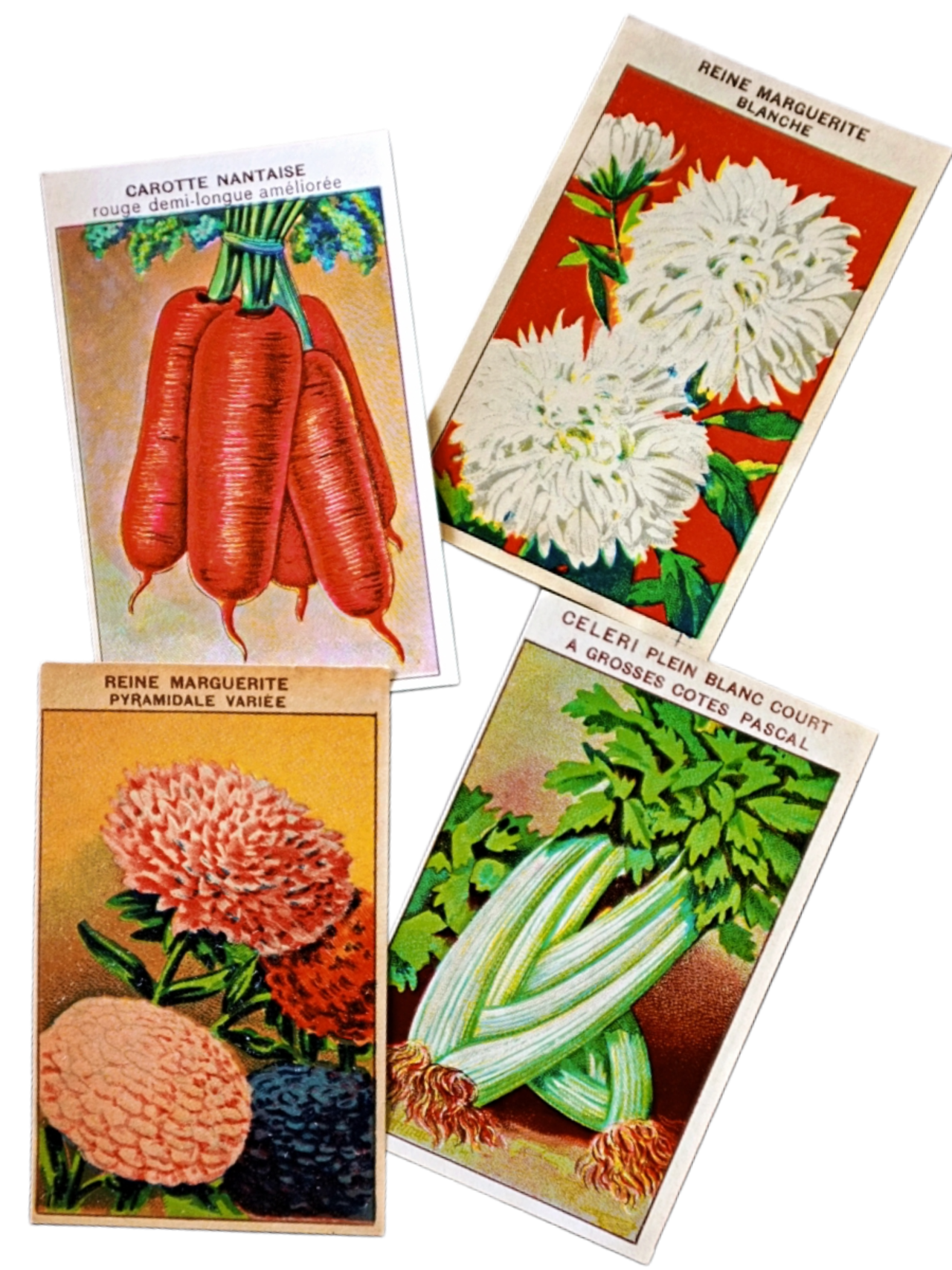 20s フランス 4set 膨満な花々と野菜たち 種子袋用ラベルi アンティーク