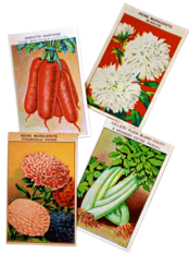 20s フランス 4set 膨満な花々と野菜たち 種子袋用ラベルi アンティーク