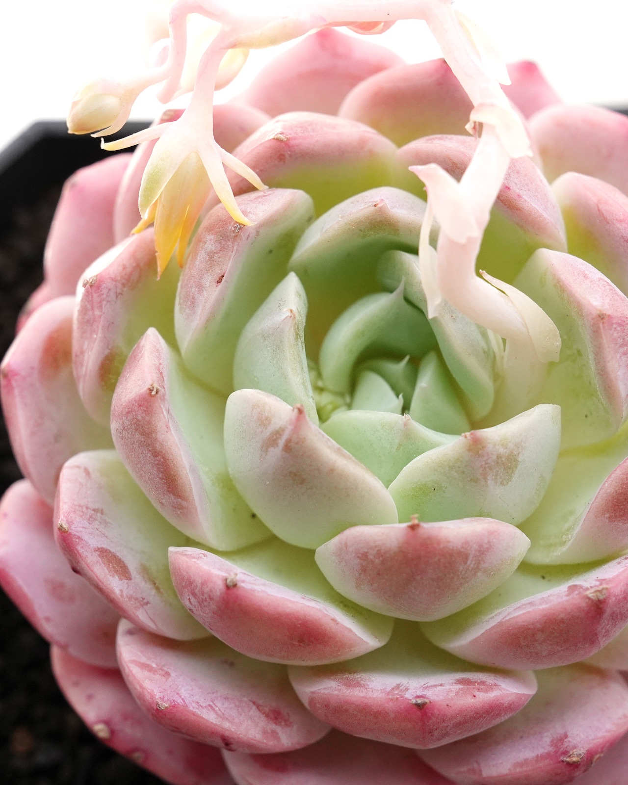 カット苗 ピンクロマンス 【日本初上陸?!】 Echeveria 'Pink Romance'