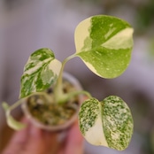 モンステラ・レガシー / Monstera deliciosa ‘Legacy'⑥