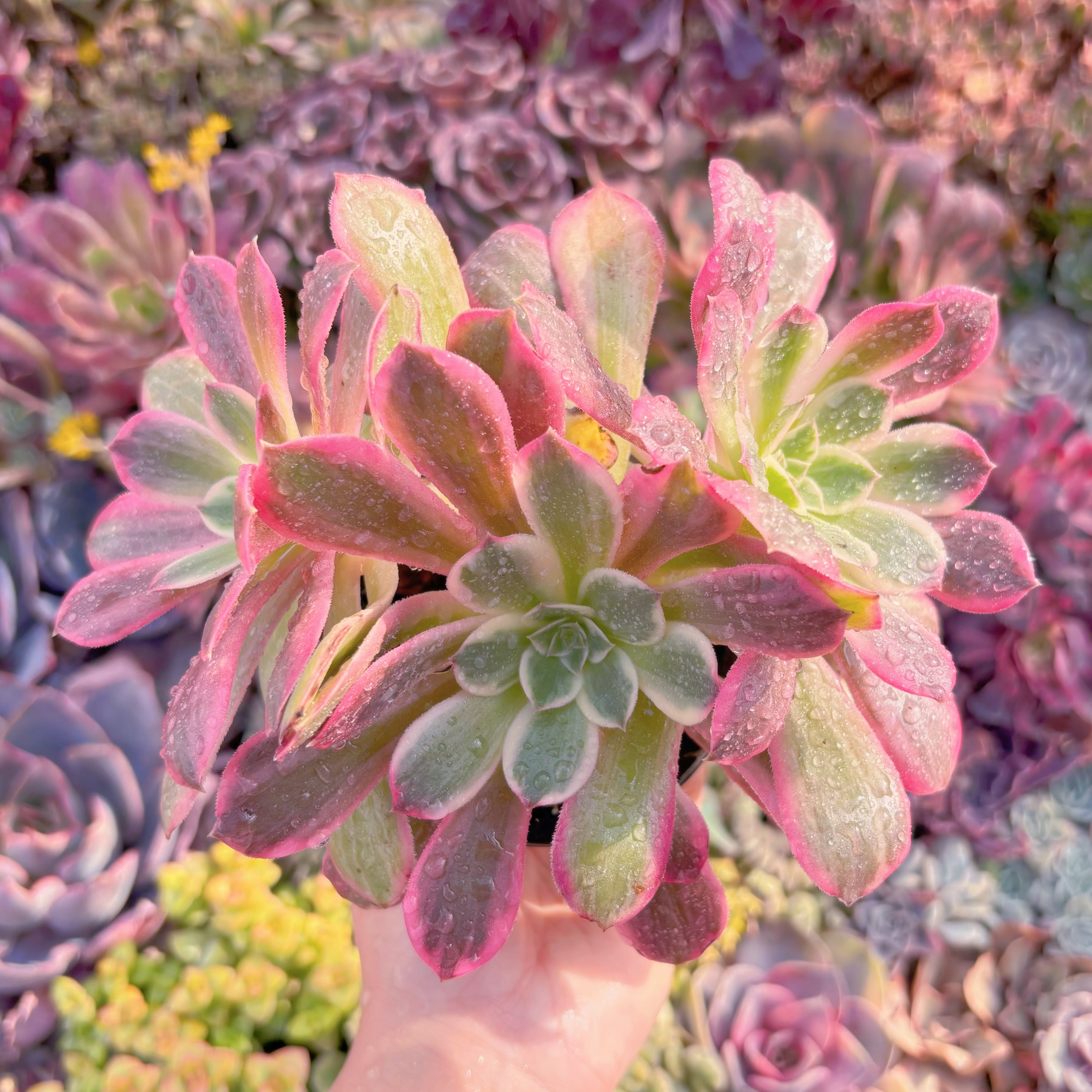 現品　新品種　浣沙錦#M133　新入荷　るる農園