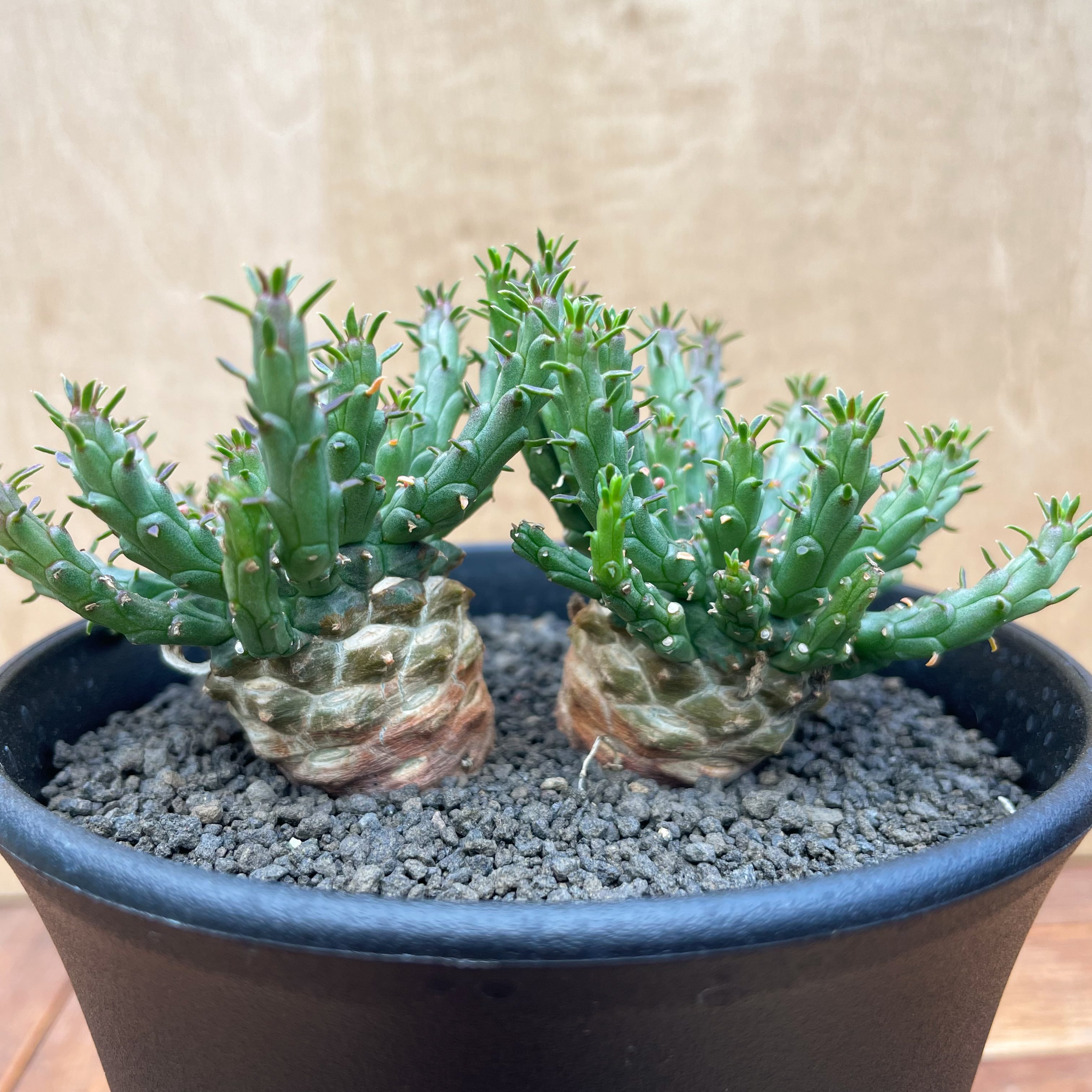 Euphorbia gorgonis 【ユーフォルビア・ゴルゴニス・金輪際】 | RIMO'S