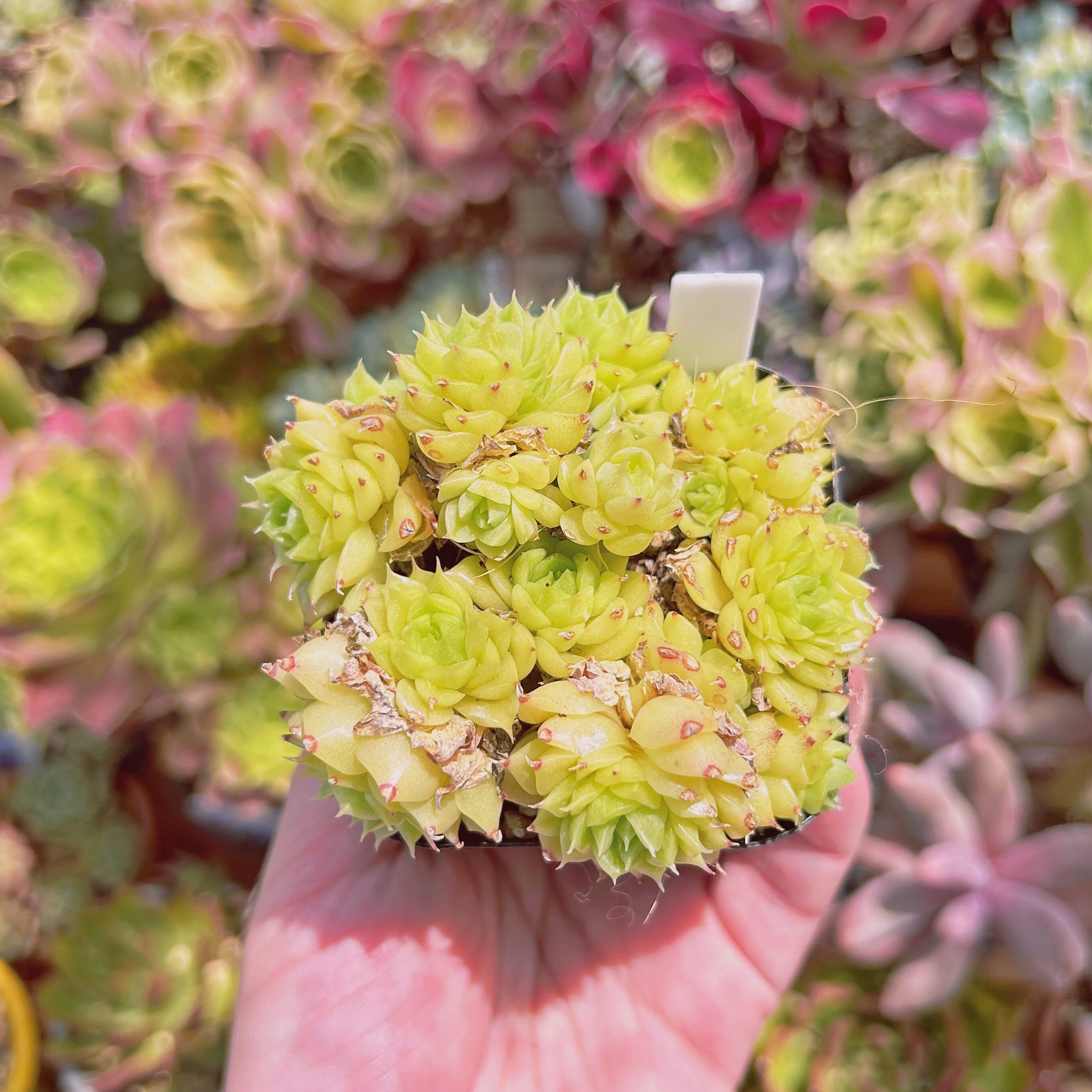 #2199現物　多肉植物　ミスティ　抜き苗