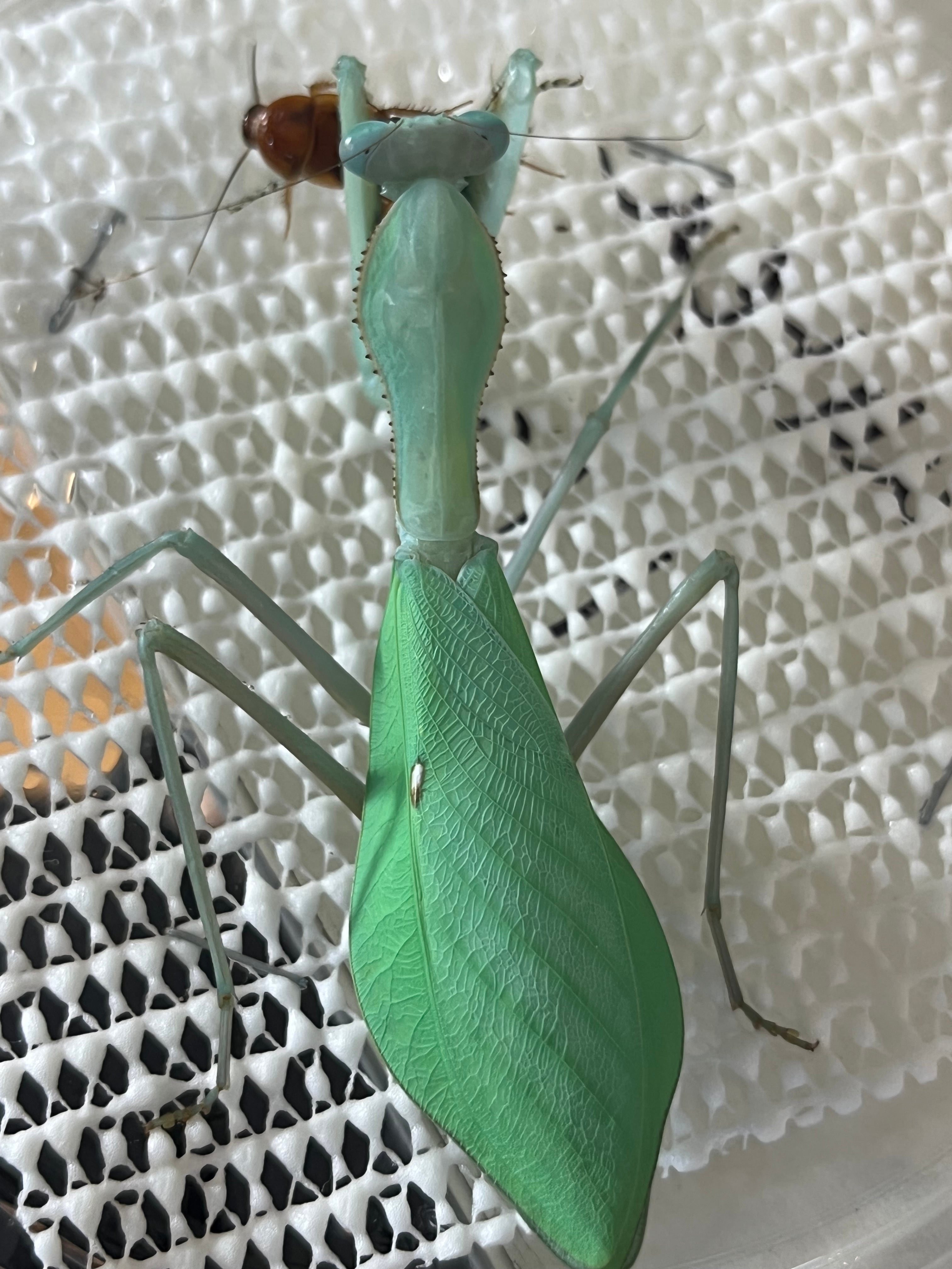 極美翡翠】コンゴグリーンマンティス生体成体♀ カマキリ いきもの大