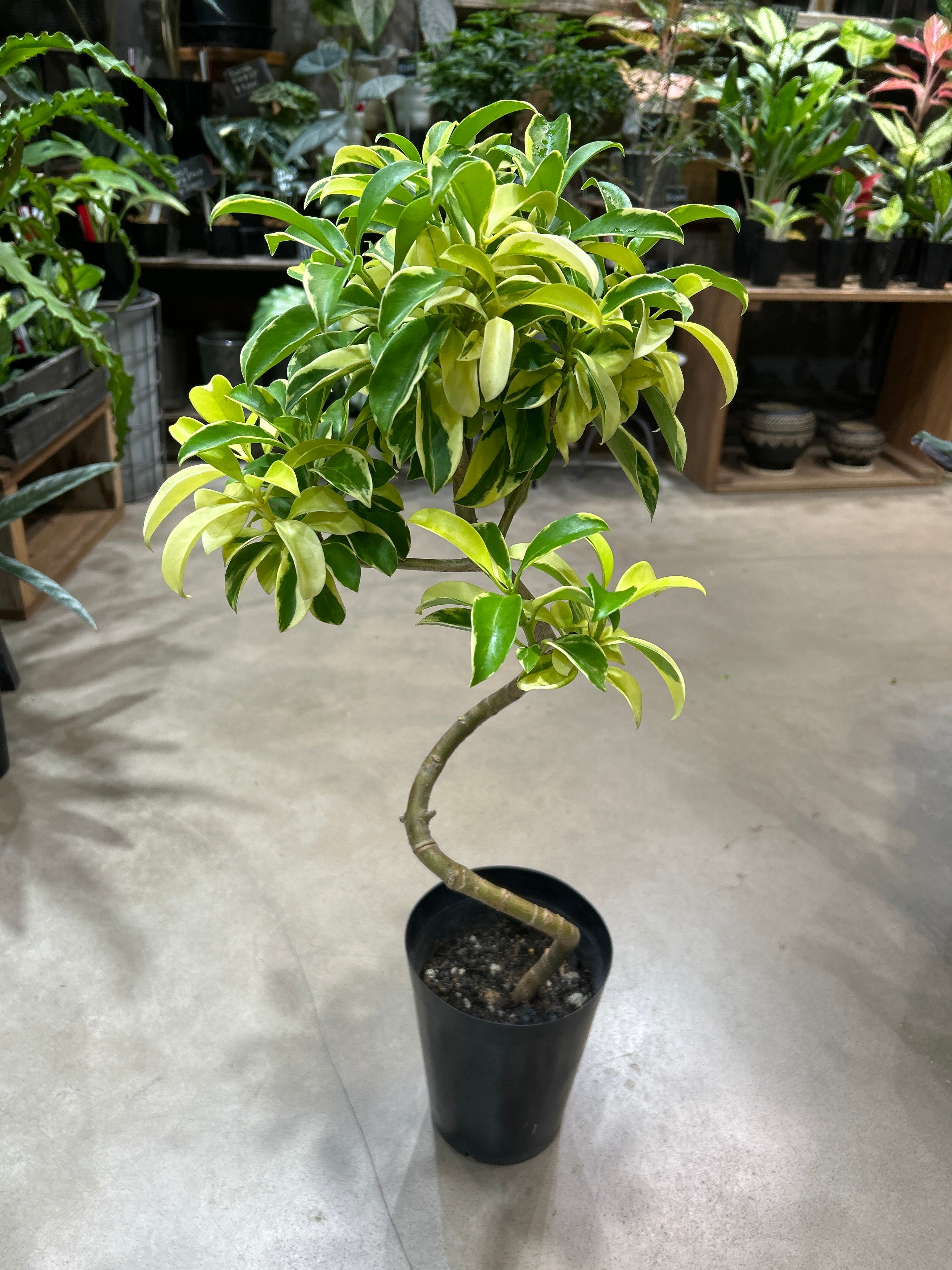 ファグラエア ベルテロアナ 斑入り | MIDORIYA 観葉植物専門店
