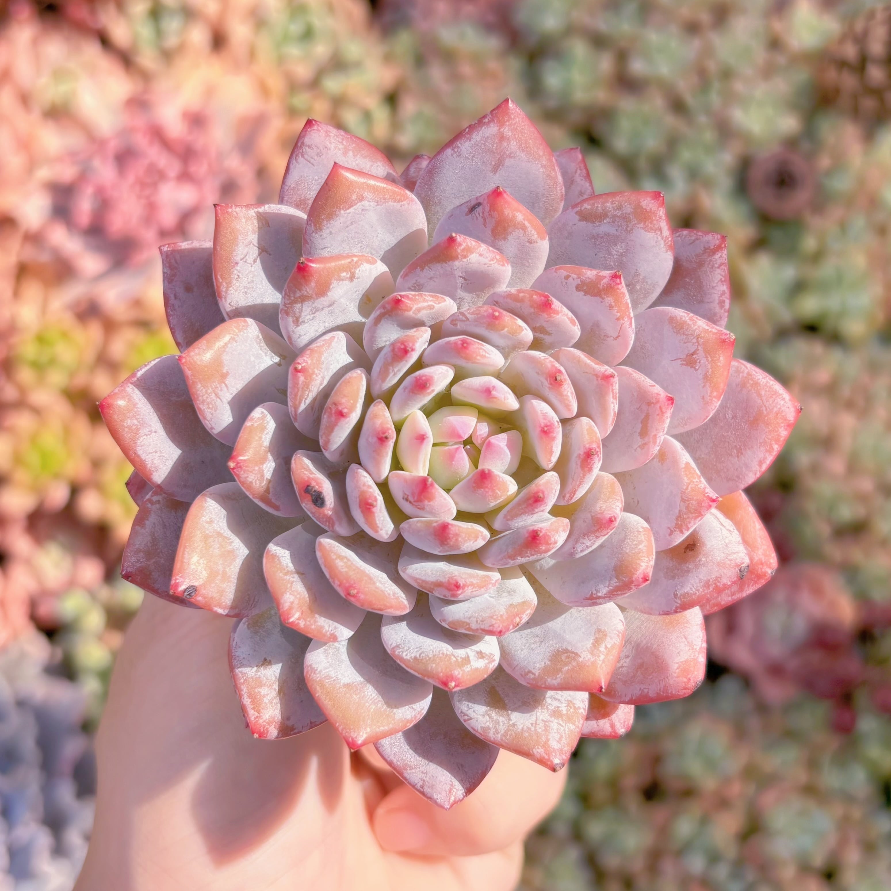 多肉植物　玉芙蓉　新入荷　るる農園