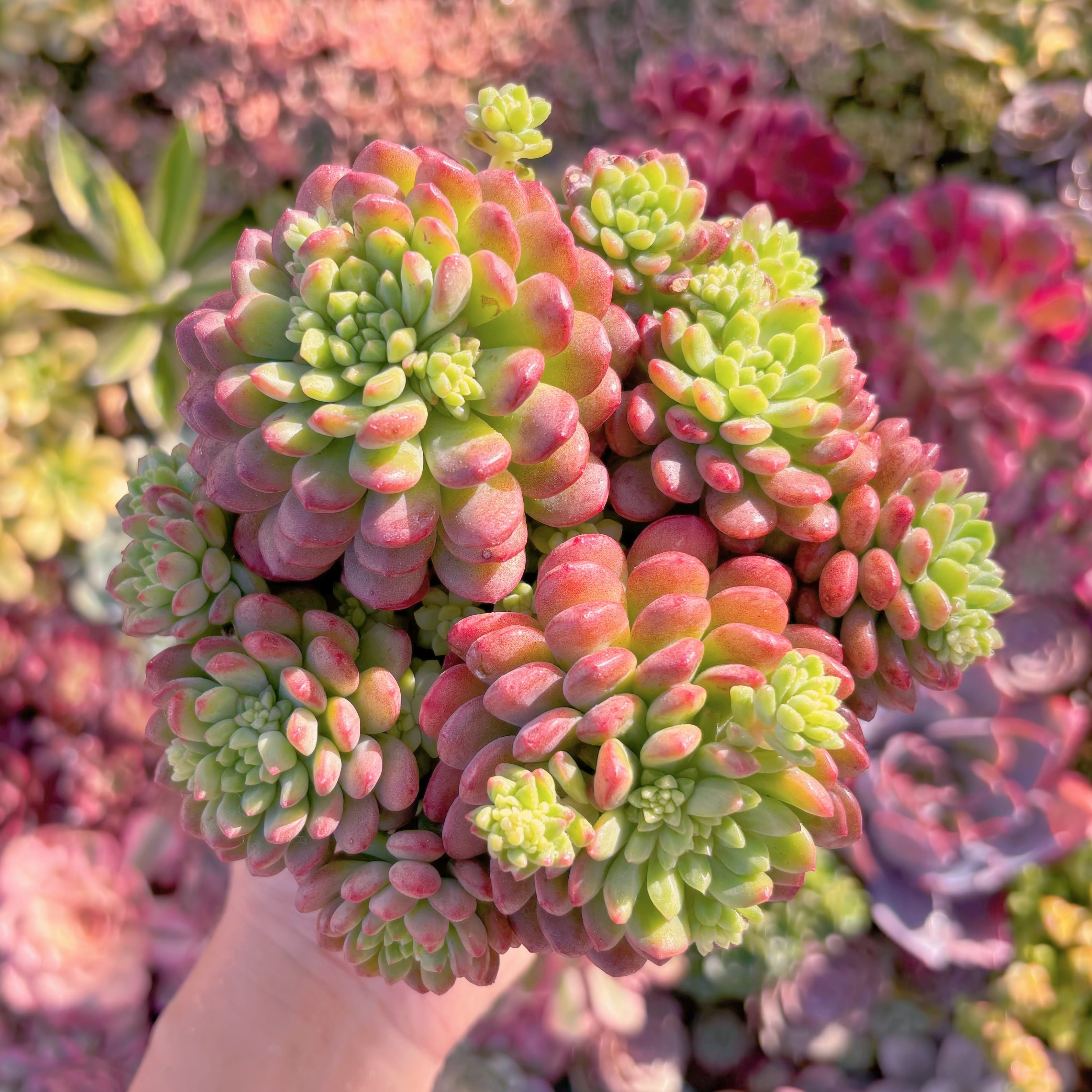 多肉植物　新品種　可愛多　大群生　新入荷　るる農園