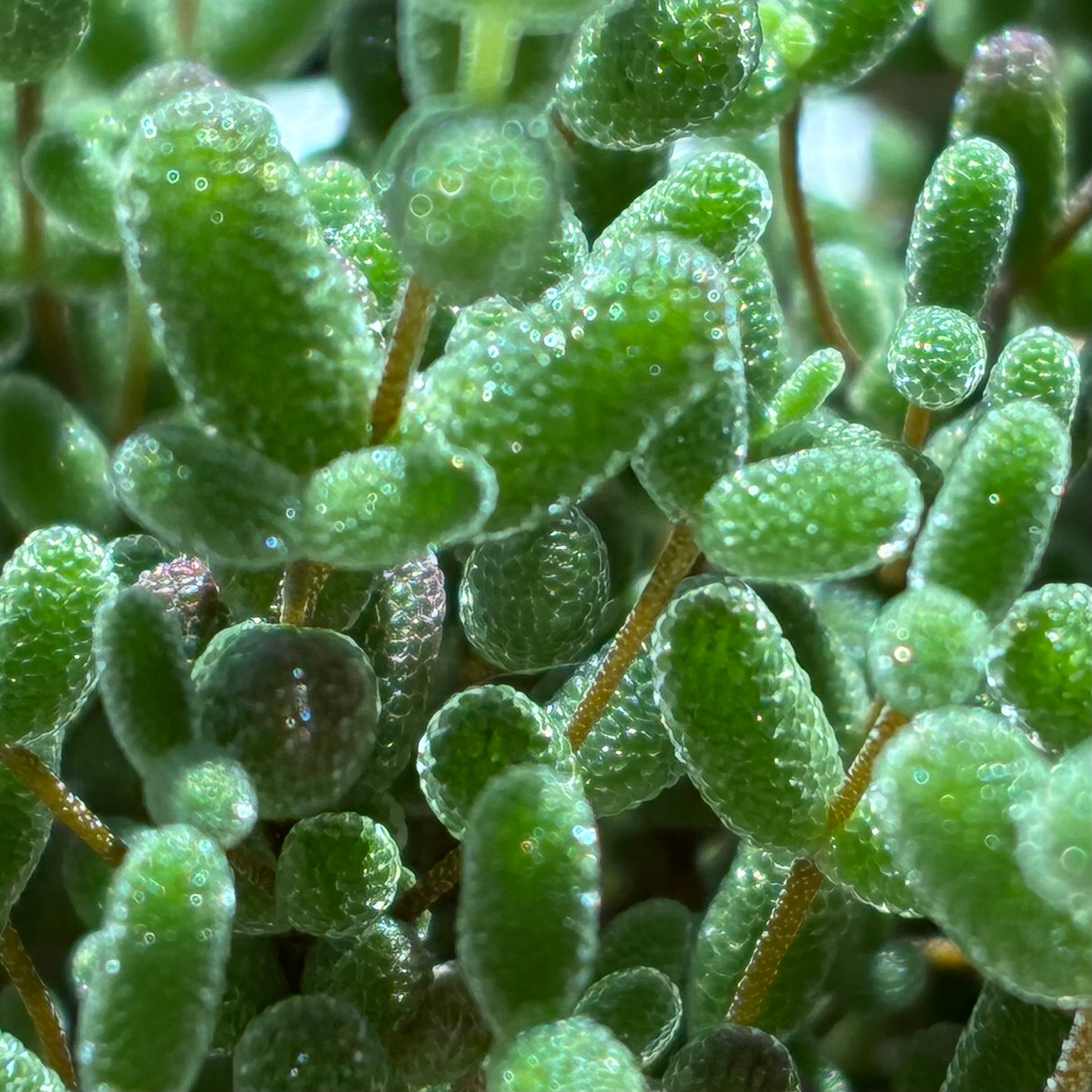 多肉植物 ハオルチア 狼蛛錦 ハオルチア 狼蛛錦 | mocono_plants