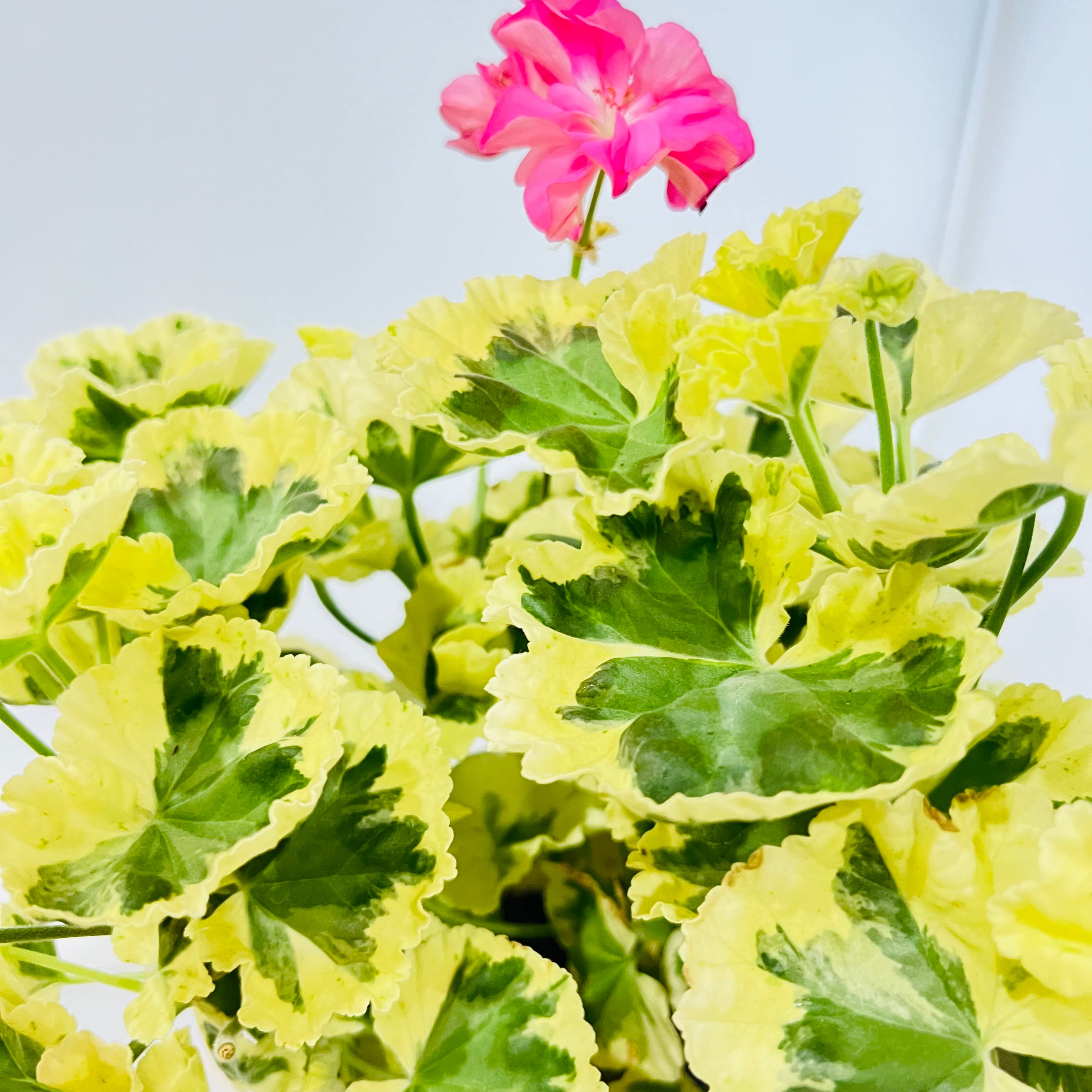 ゼラニウム リトルジップ（5号）斑入り ゼラニウム レア 人気 数量限定