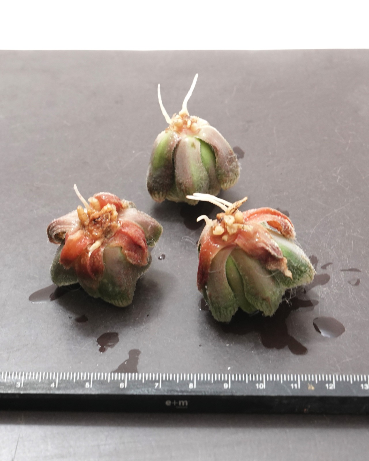 発根済カット苗 ハオルチア モンロー Haworthia 'Monroe'