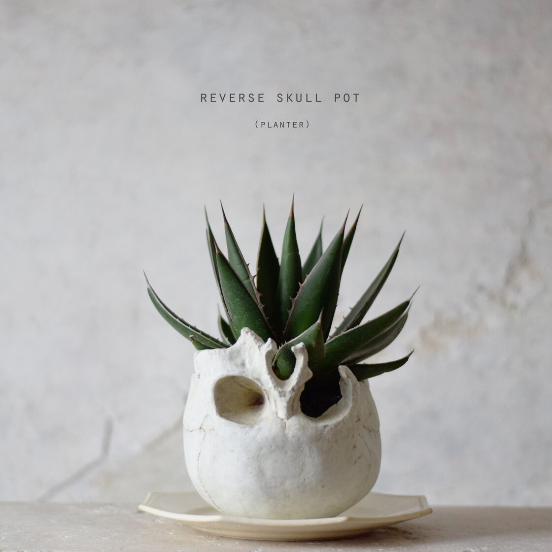 plants born （reverse skull） アガベ・ジェスブレヒティ | Pay ID