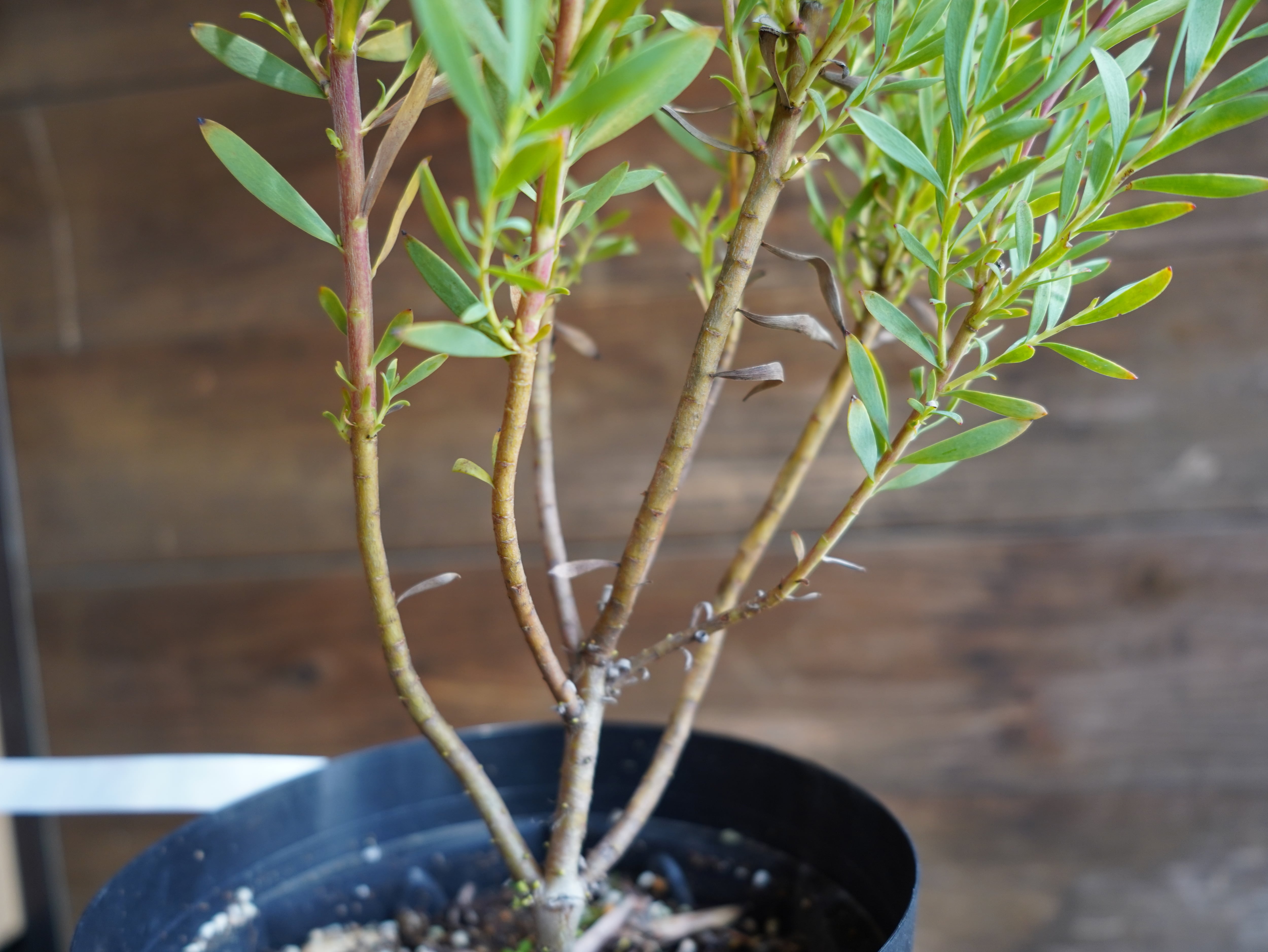 【現物】リューカデンドロン　”Cream Delight”　６号