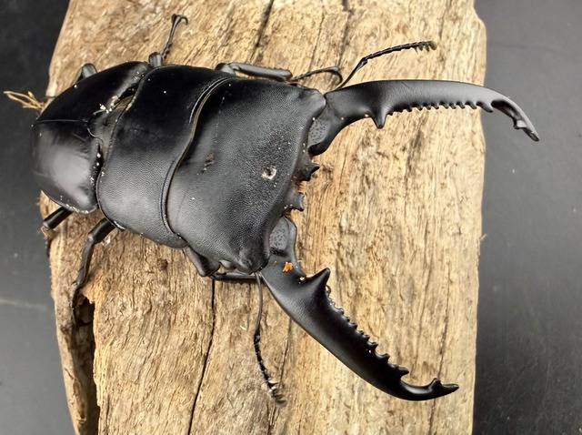 【WD】《パラワンオオヒラタ ガントン産 92mm ペア》