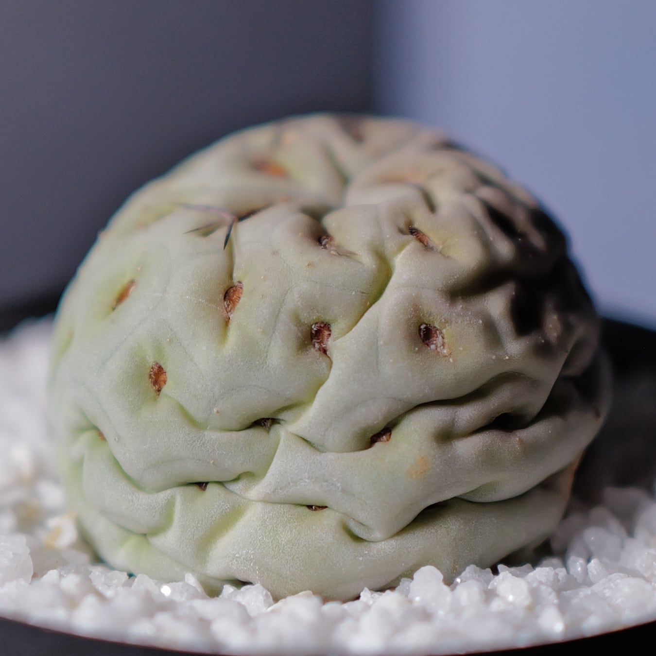 大球 1球 シングル テフロカクタス ゲオメトリクス