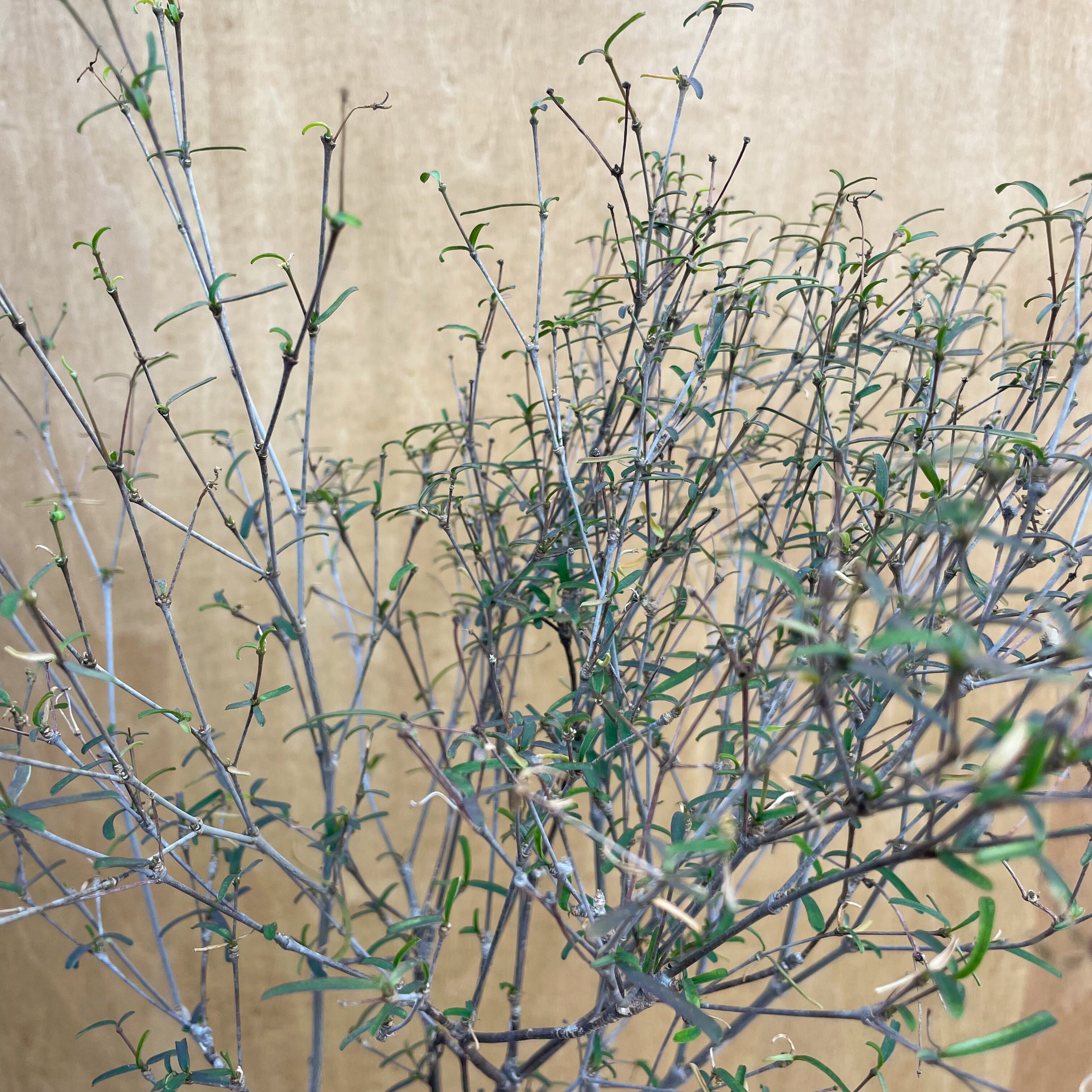 Euphorbia hedyotoides【ユーフォルビア・ヘディオトイデス】 | RIMO'S