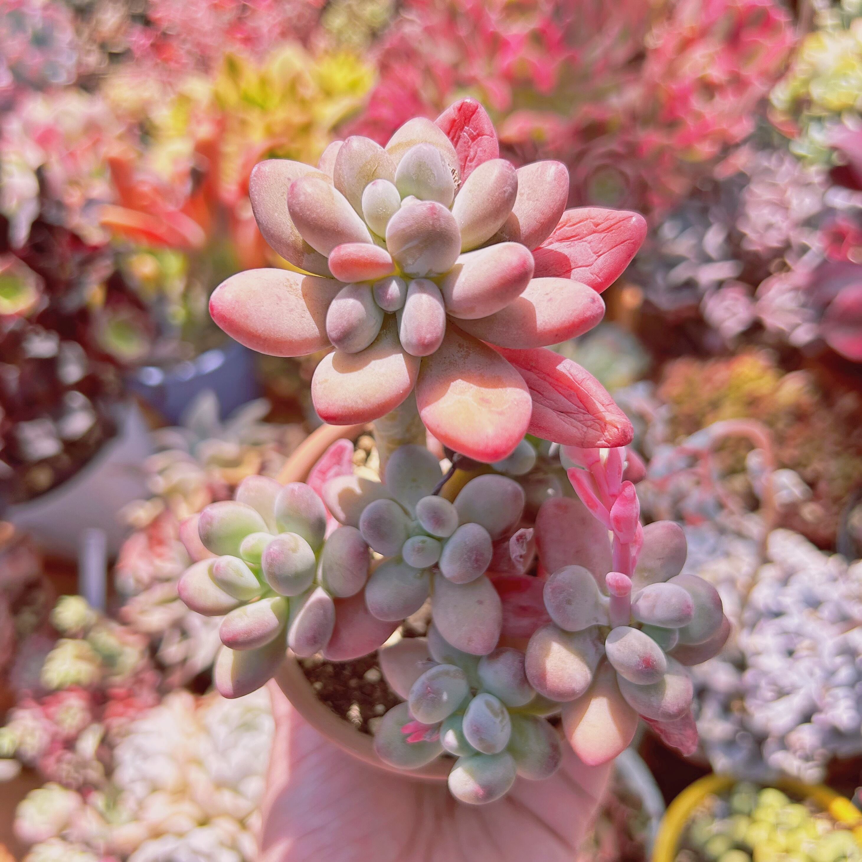 現物　多肉植物　アップルチーズ