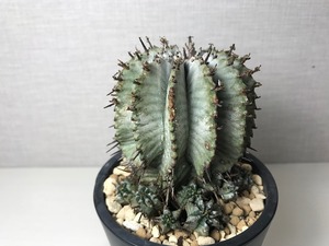 ユーフォルビア 白衣ホリダ