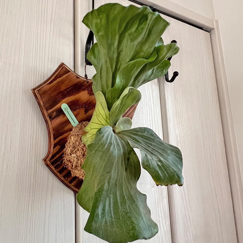 ビカクシダ エレファントティス 中株 板付 【観葉植物 壁掛け コウモリ