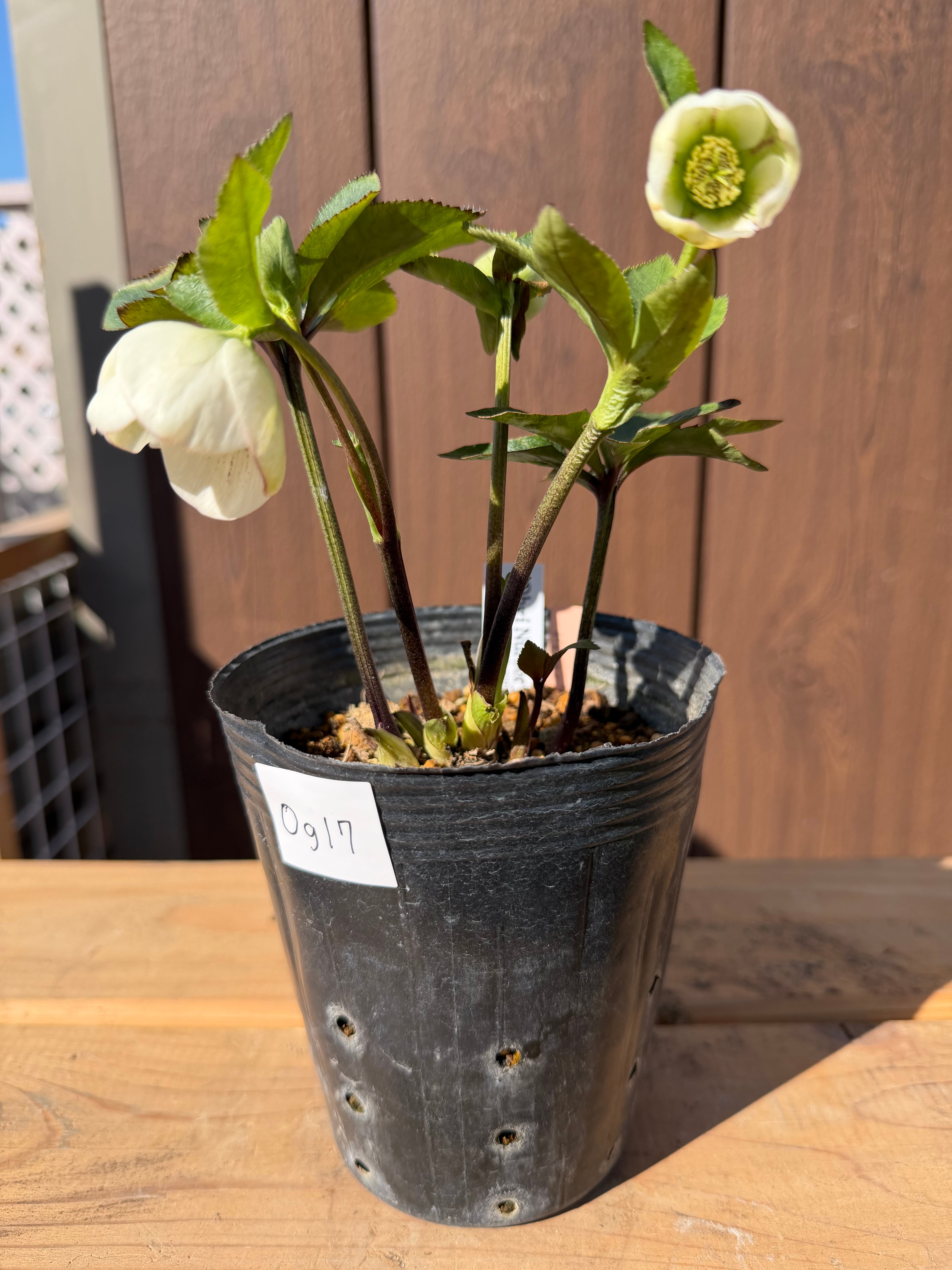 デュメhyb. 大木ナーサリー クリスマスローズ【Og17】送料無料