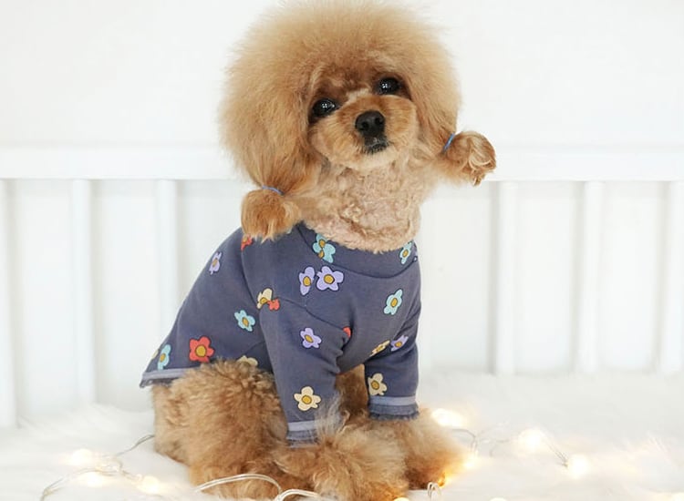 candy t-shirt XS ~ XL 3color / 犬服 春夏 新作 可愛い 犬の服 ストレッチ 長袖 ドッグウェア お揃い ペット top104