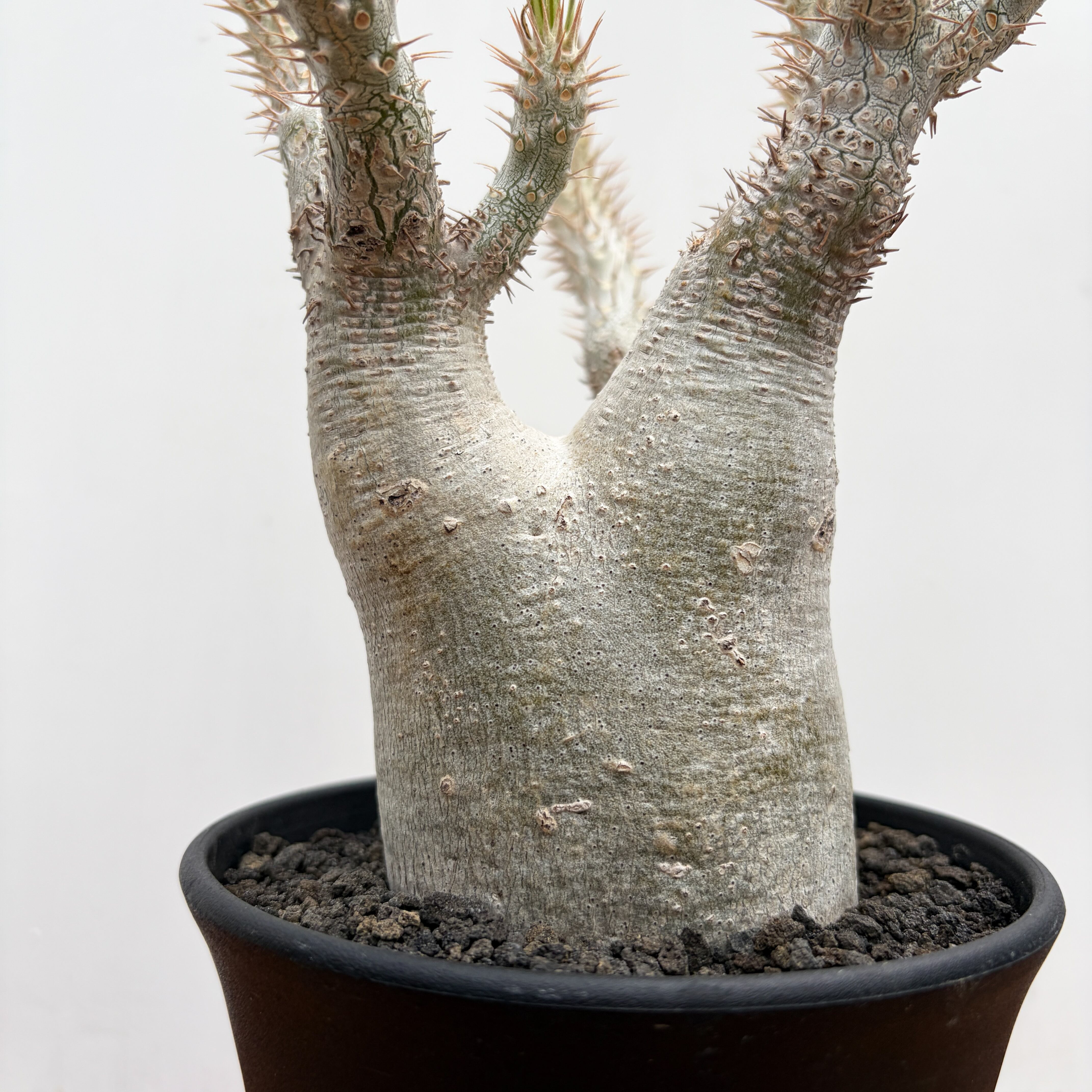 Pachypodium rosulatum var. inopinatum 【パキポディウム