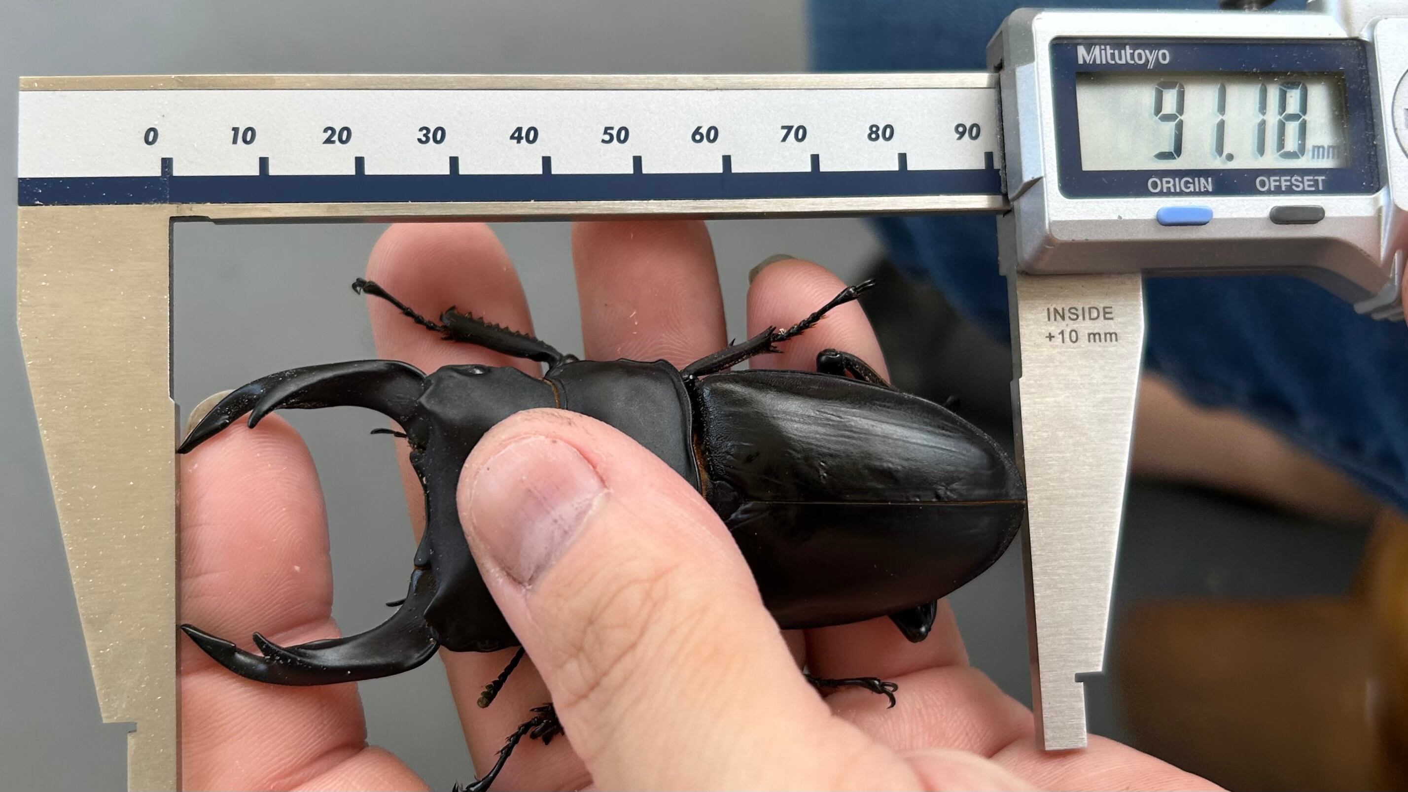 【能勢YG】成虫単品♀54.5mm（♂87.2mm同腹直仔） 87.5mm能勢SRオオクワガタ ♂No.A2401-24 | Pay ID